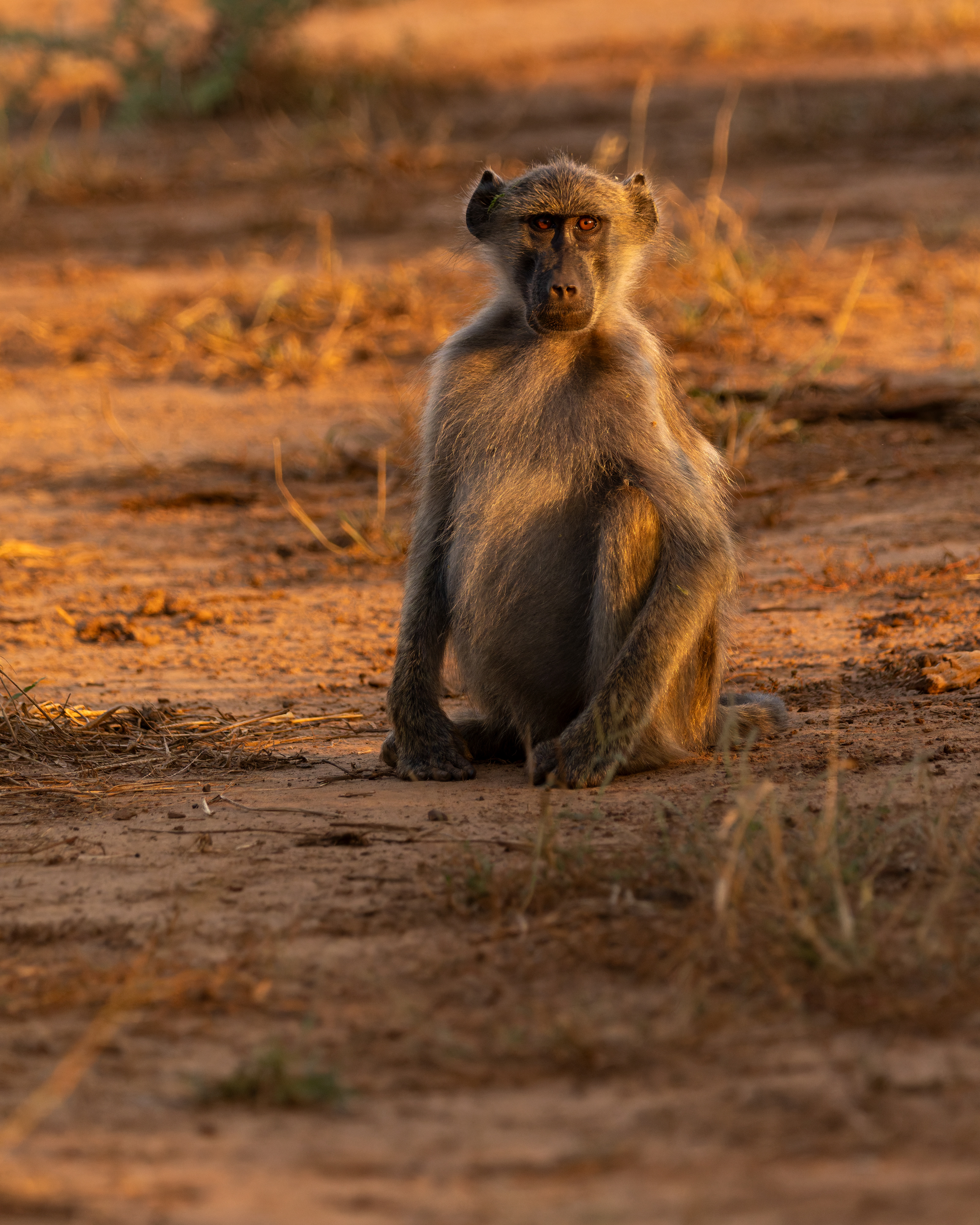 Chacma Baboon