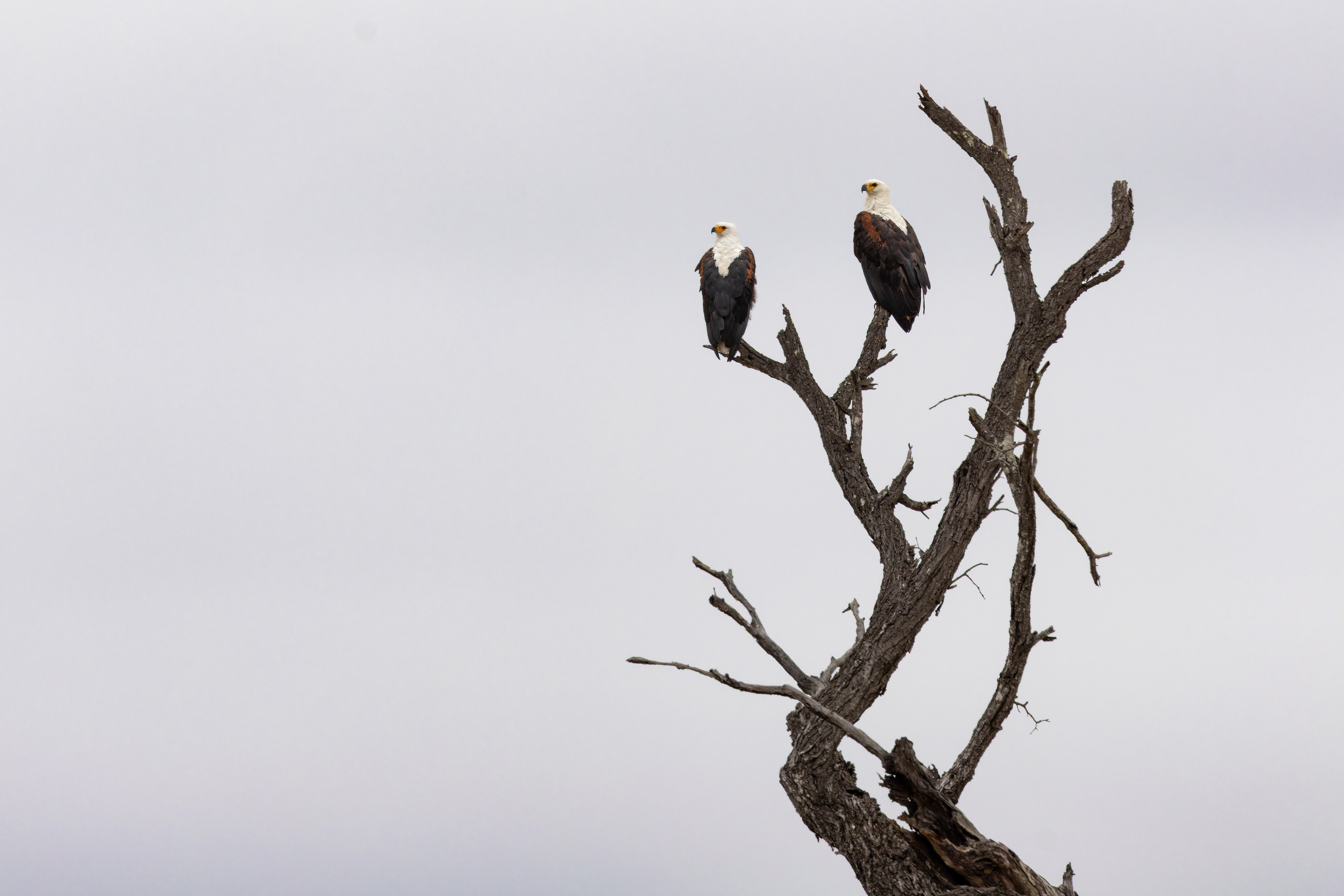 African Fish Eagle