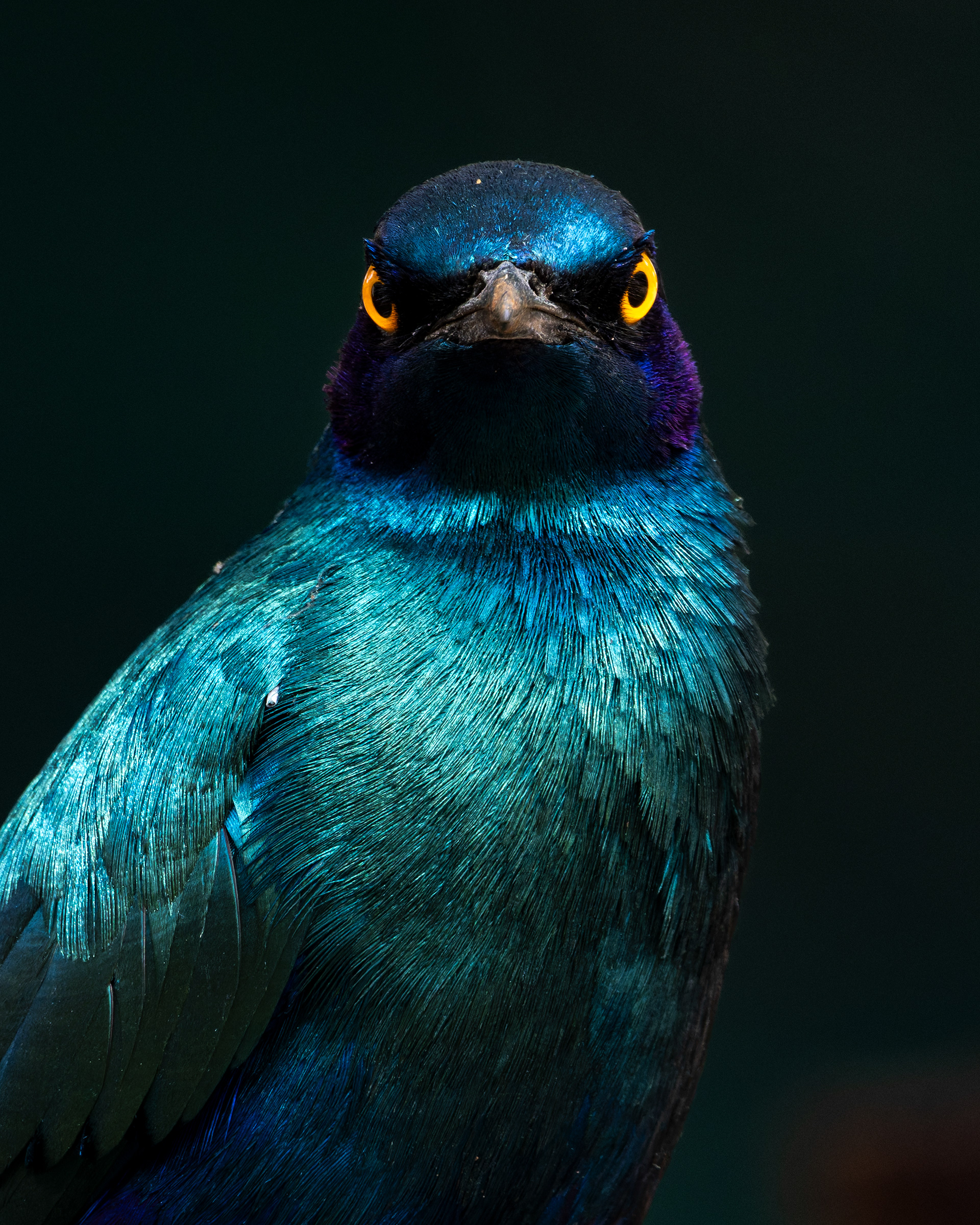 Greater Blue-eared Starling