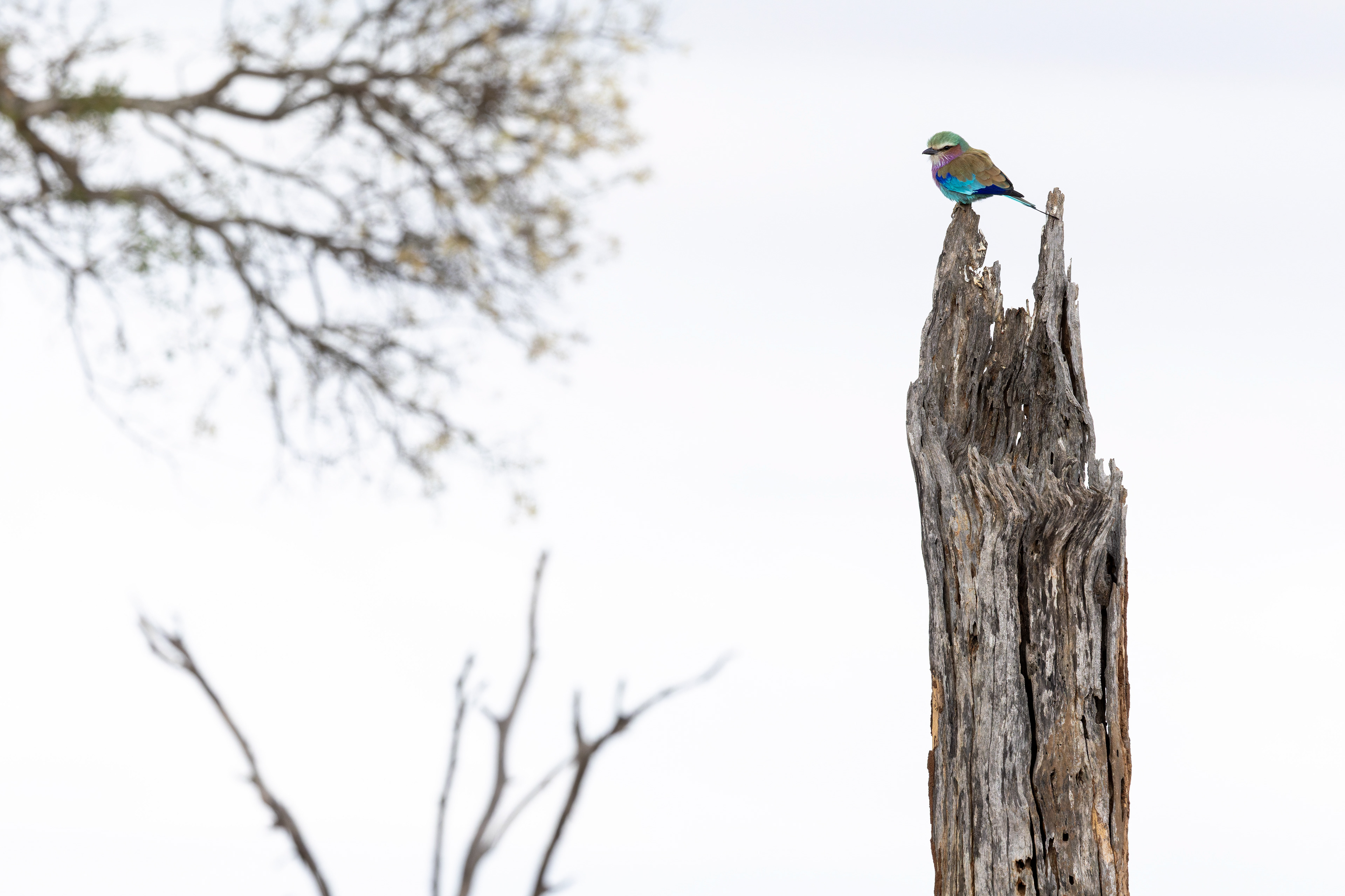 Lilac-breasted Roller