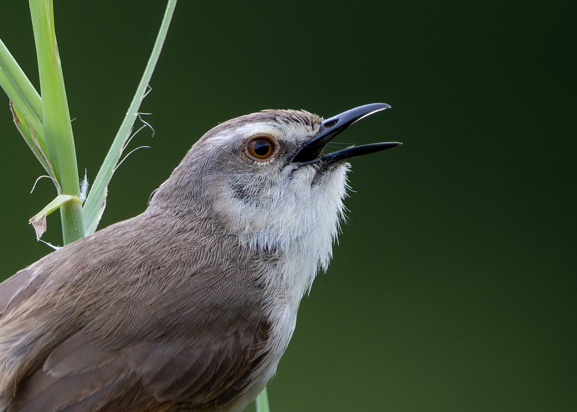Tawny-flanked Prinia
