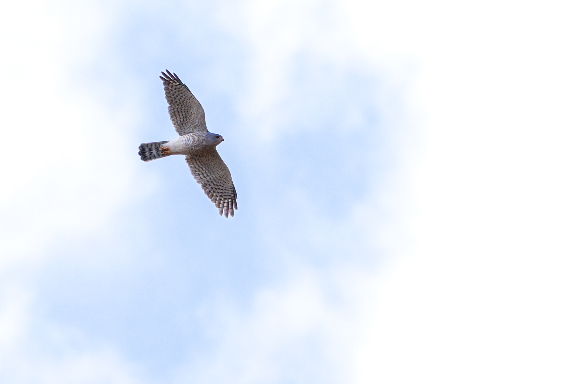 Gabar Goshawk