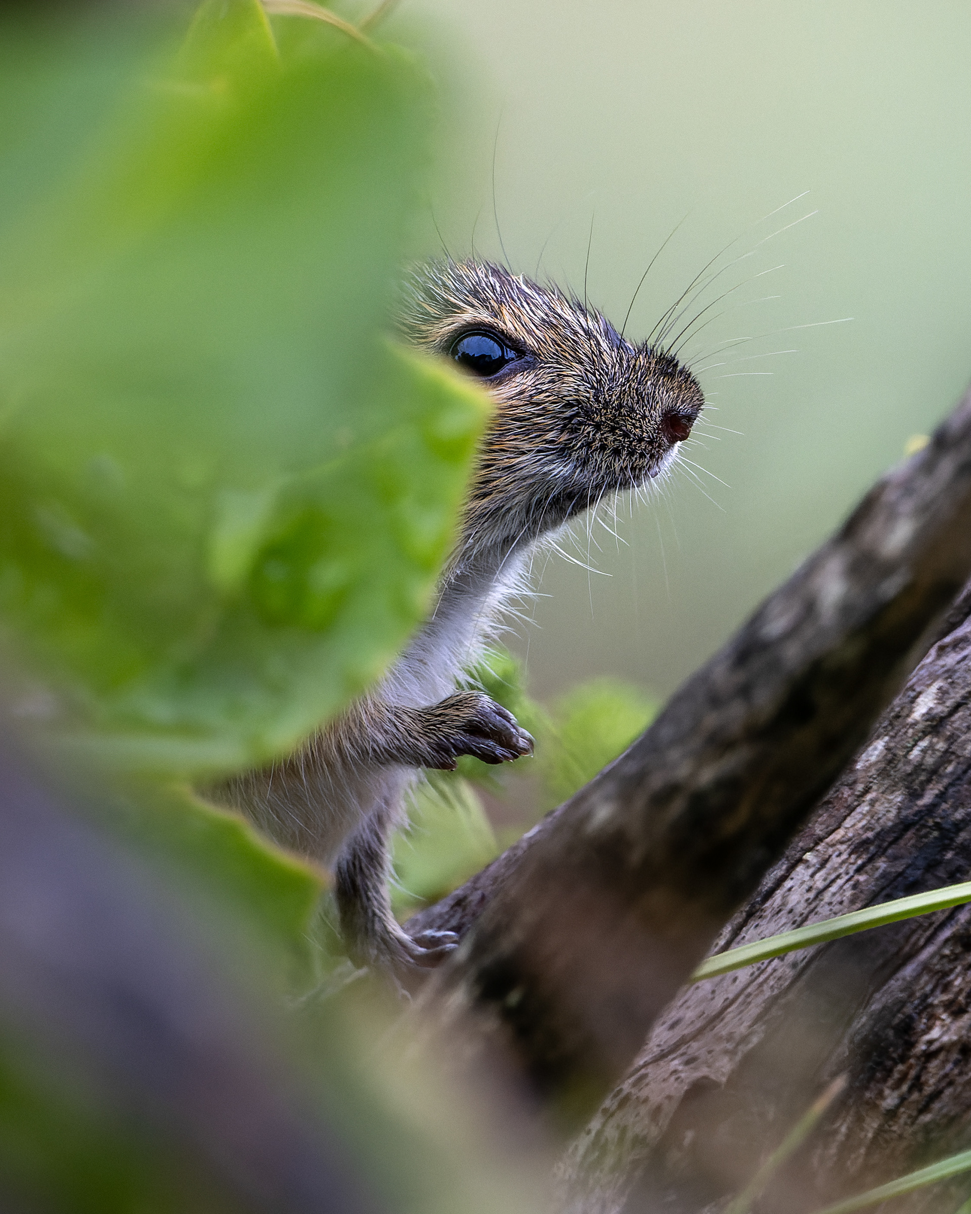 Four-striped Grass Mouse