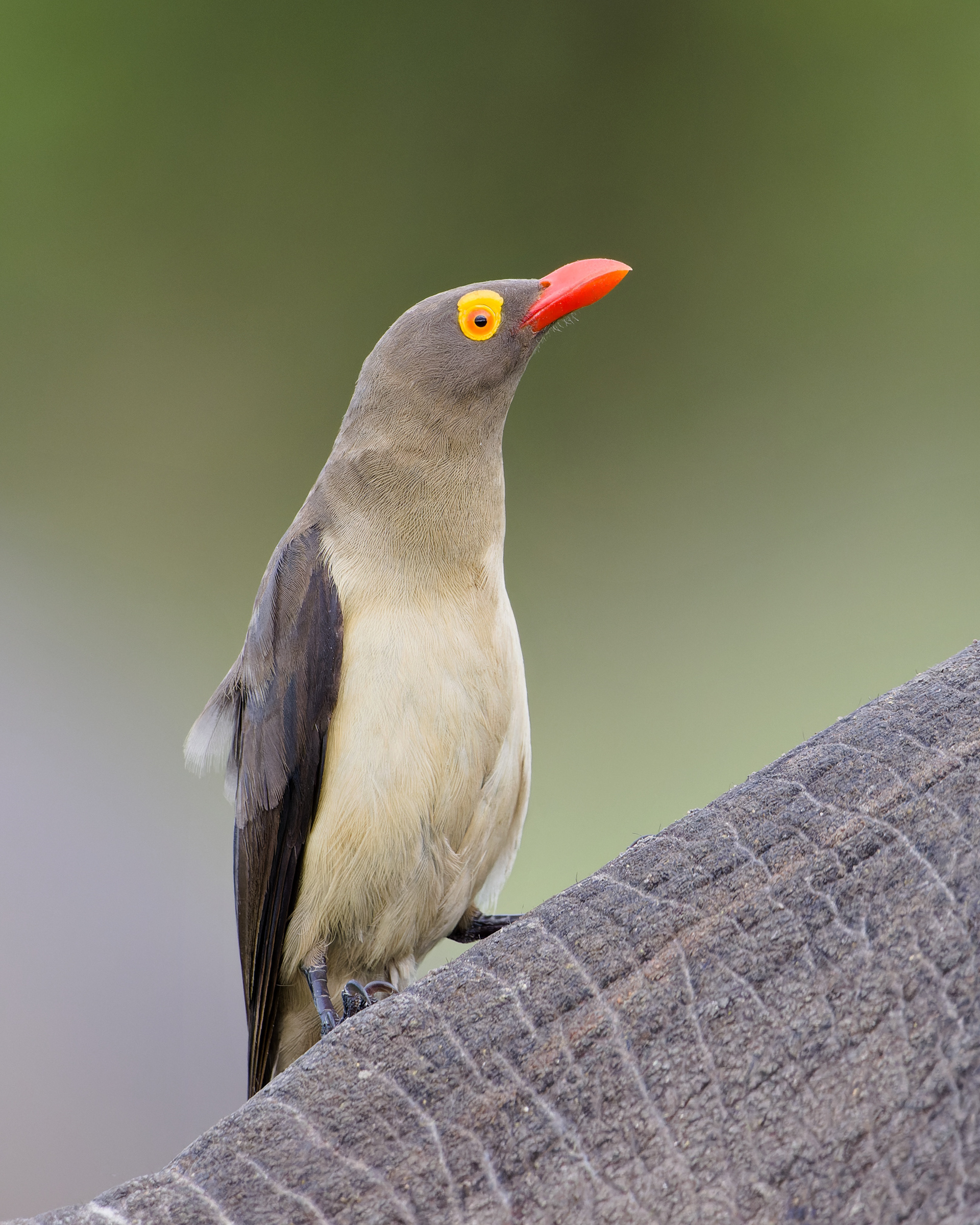 Red-billed Oxpecker