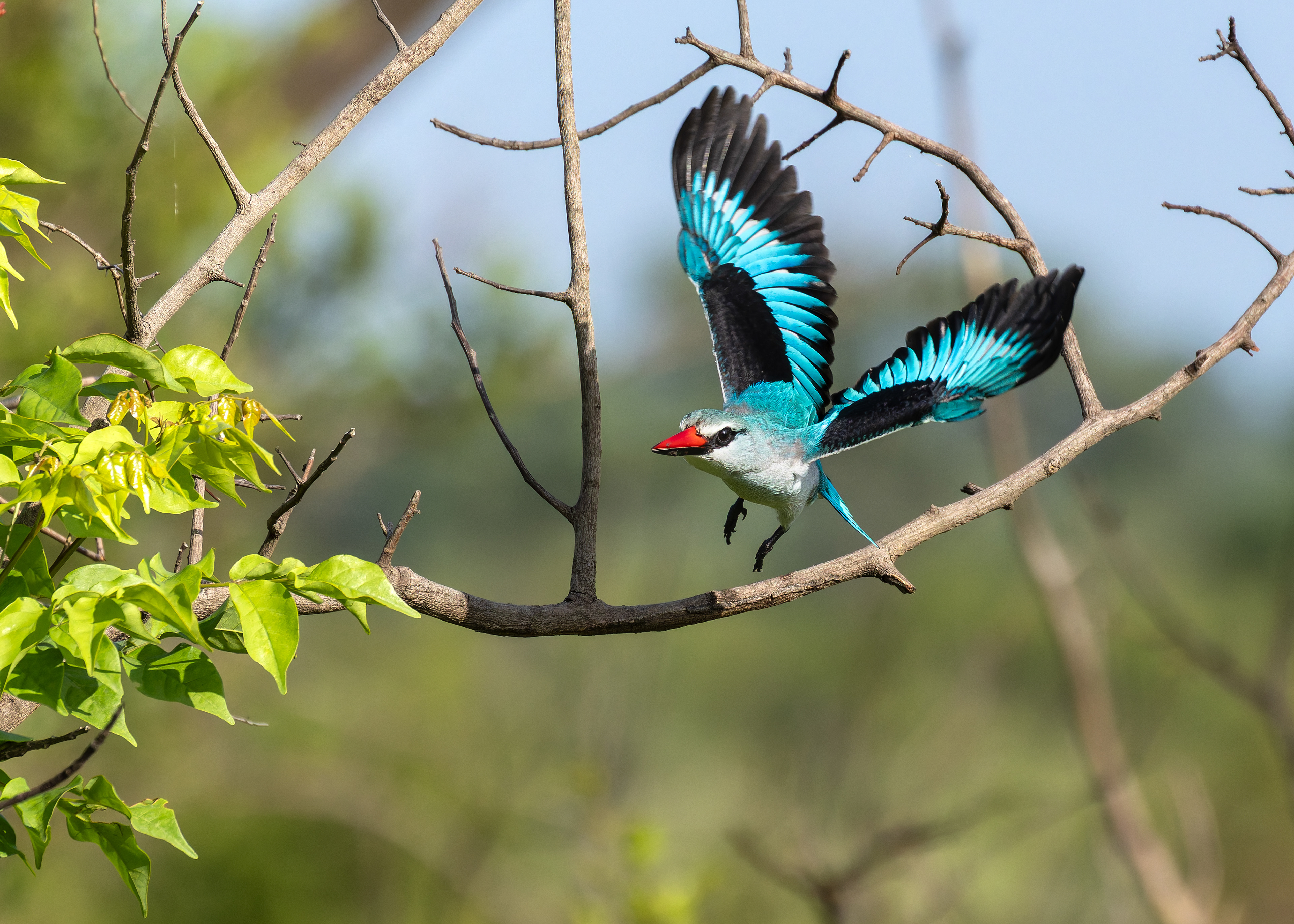 Woodland Kingfisher