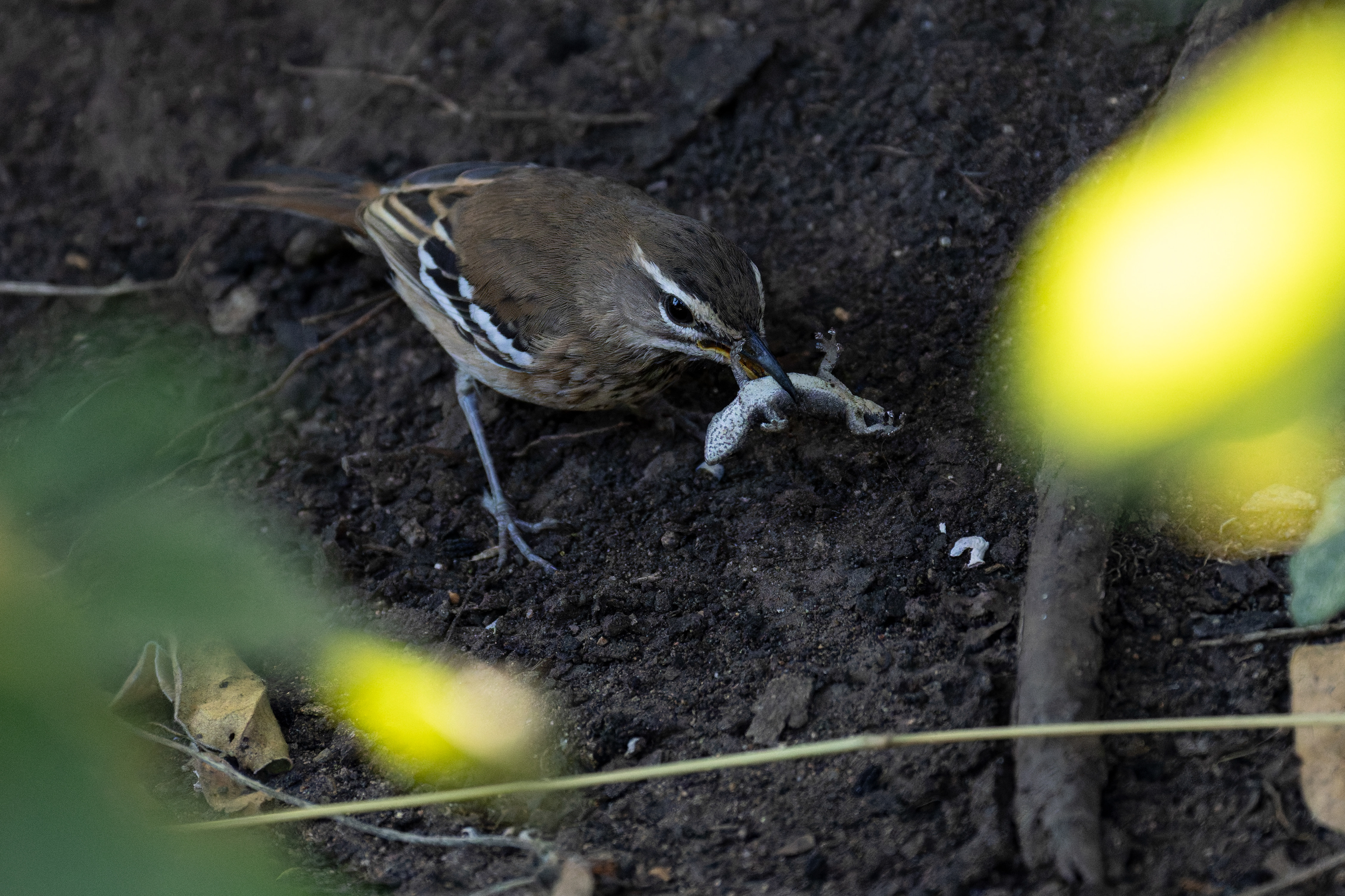 White-browed Scrub-robin