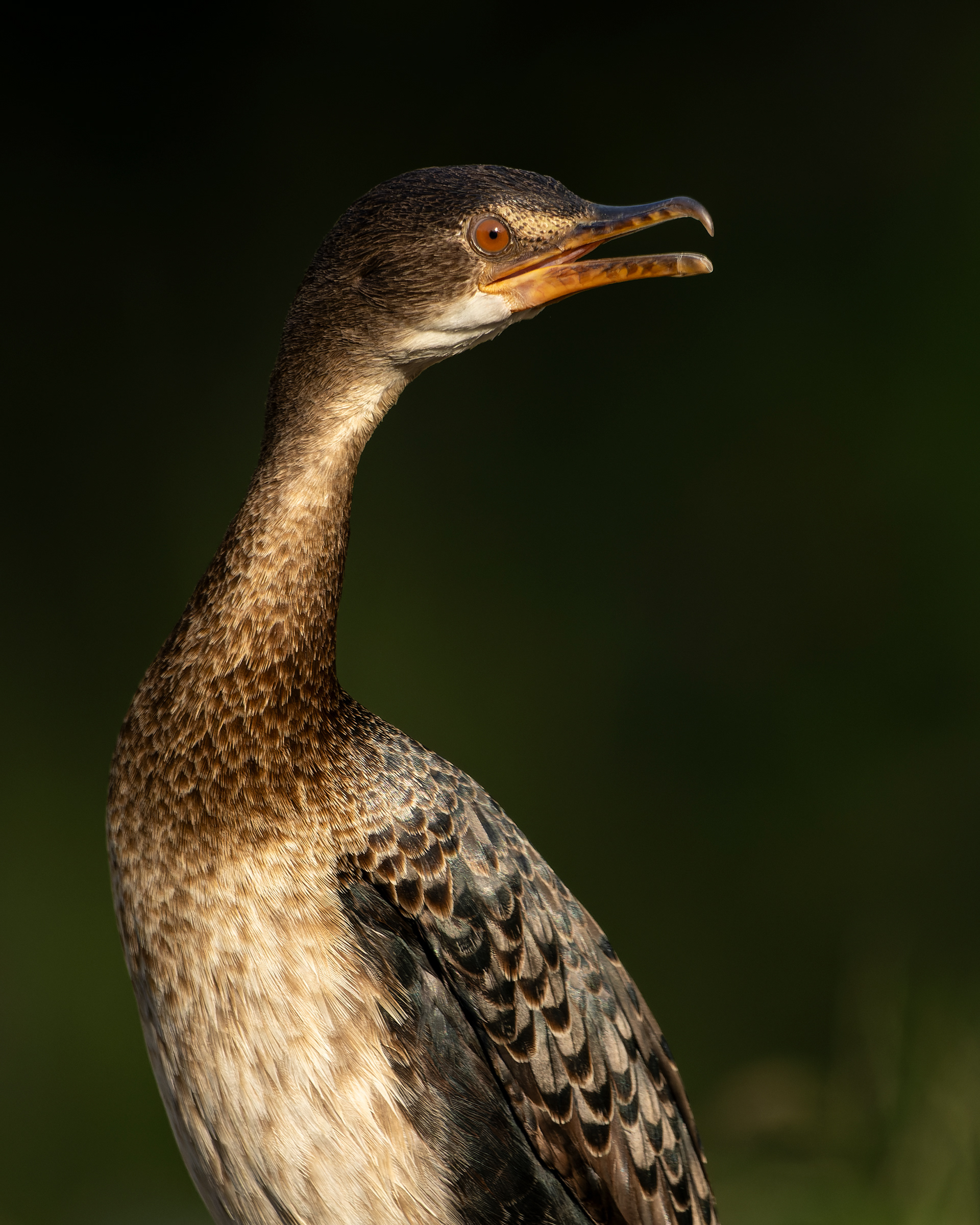 Reed Cormorant