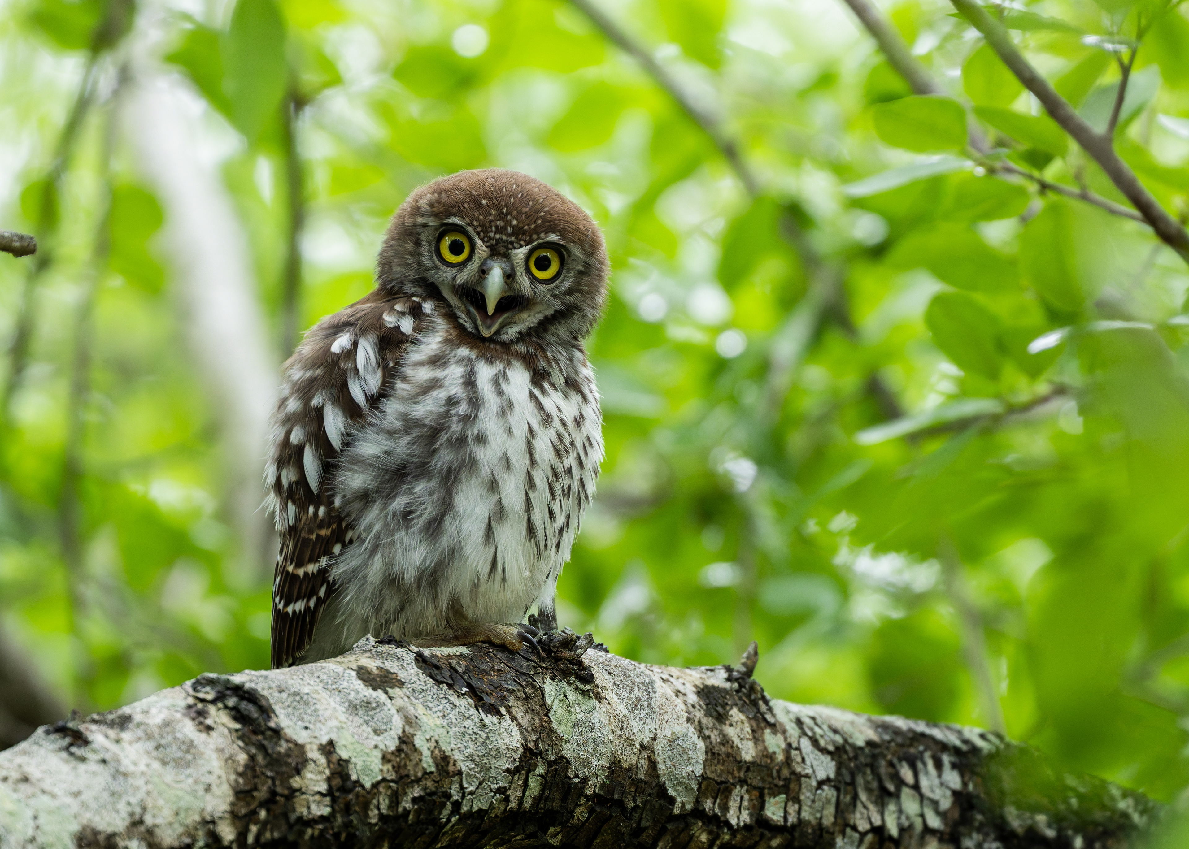Pearl-spotted Owl