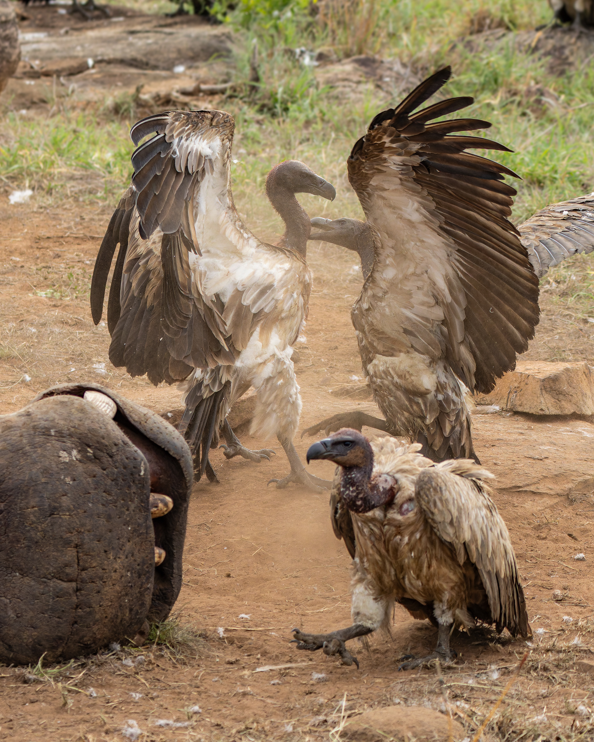 White-backed Vulture