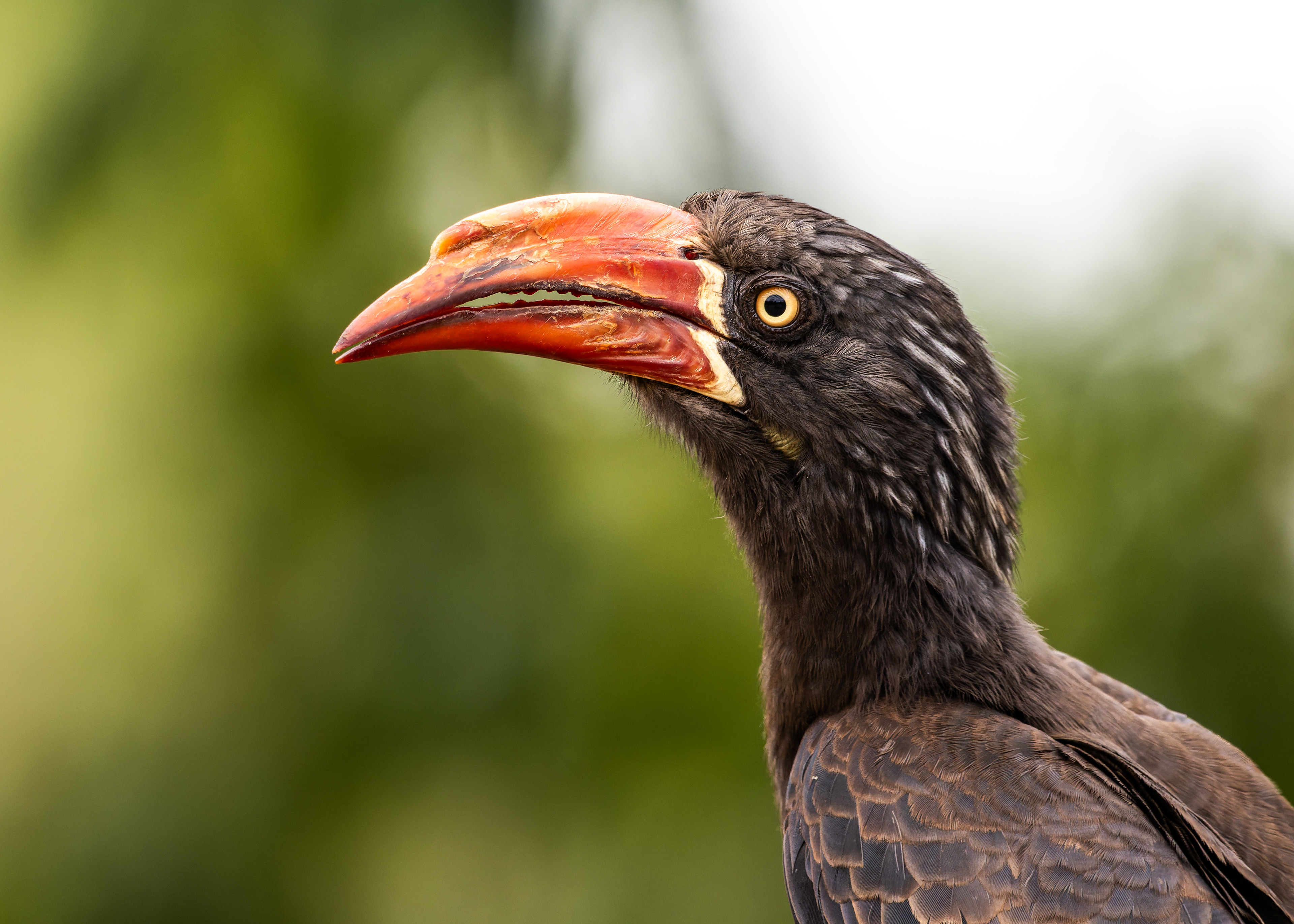 Crowned Hornbill