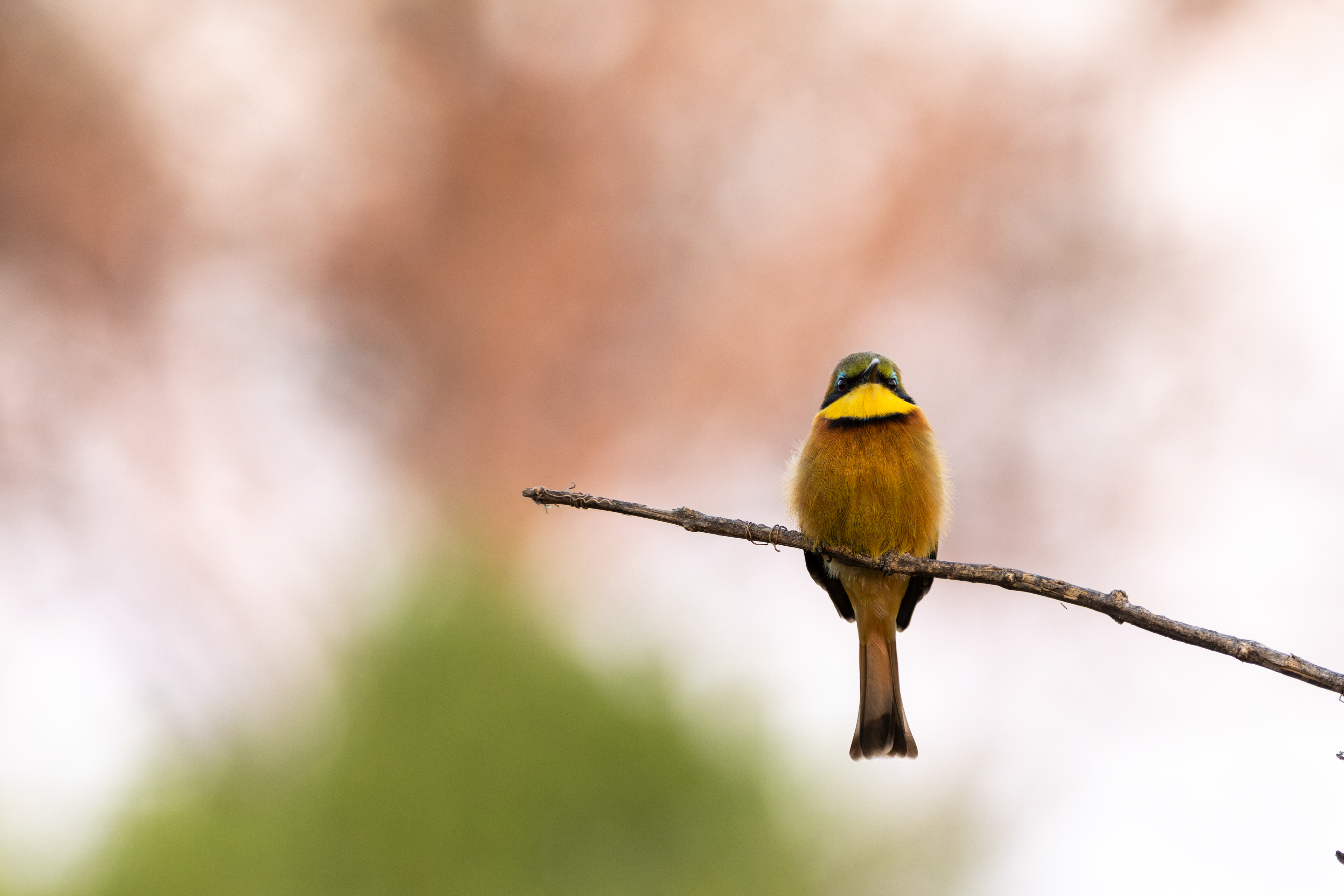 Little Bee-eater