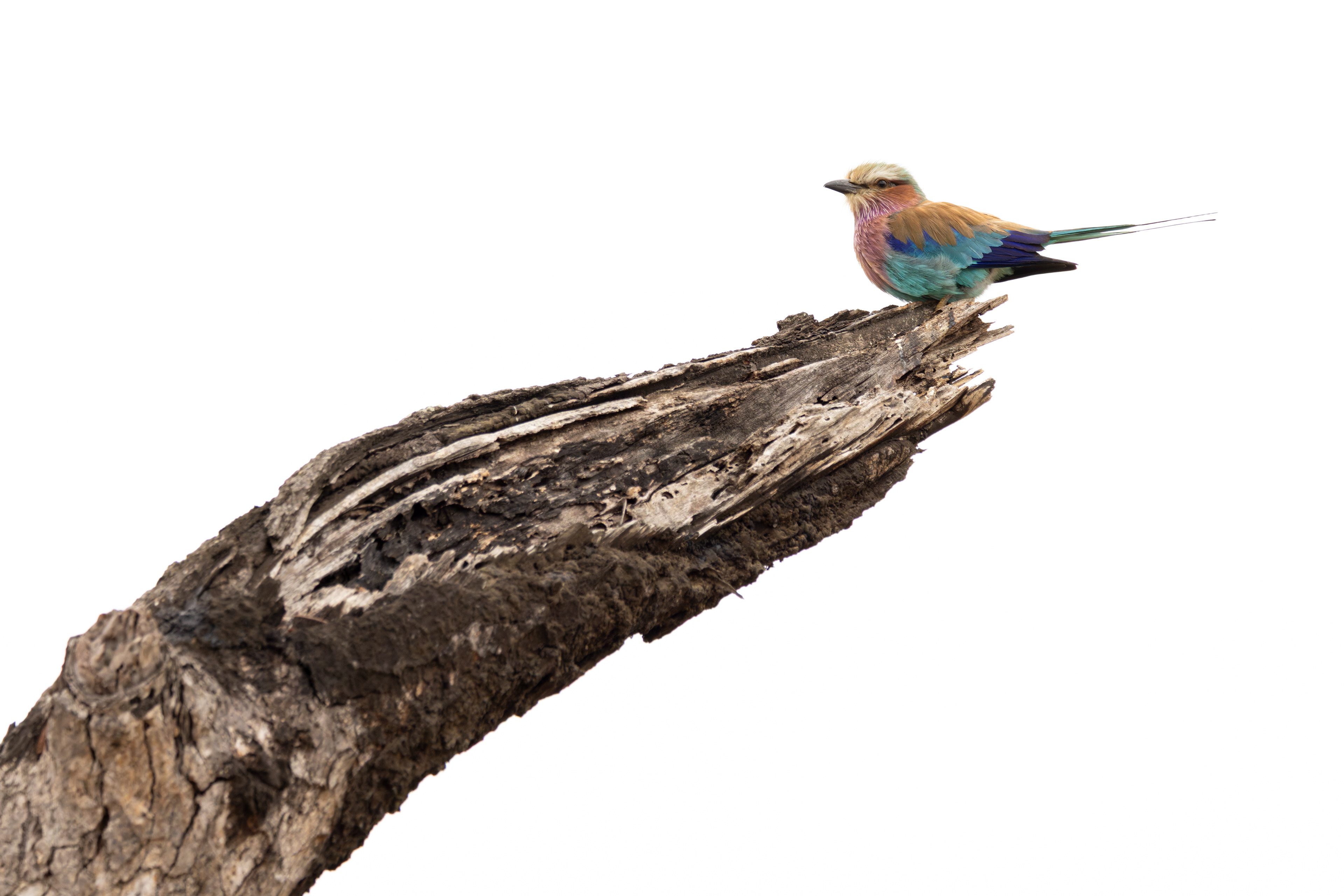 Lilac-breasted Roller
