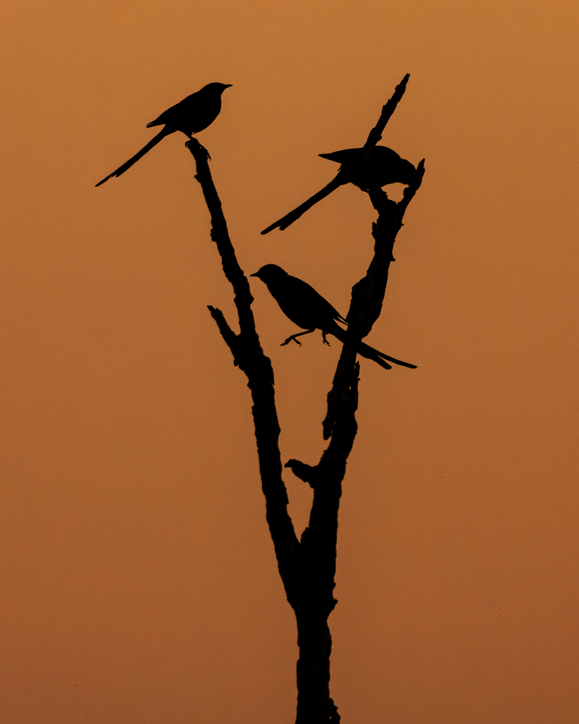 Meves's Starling