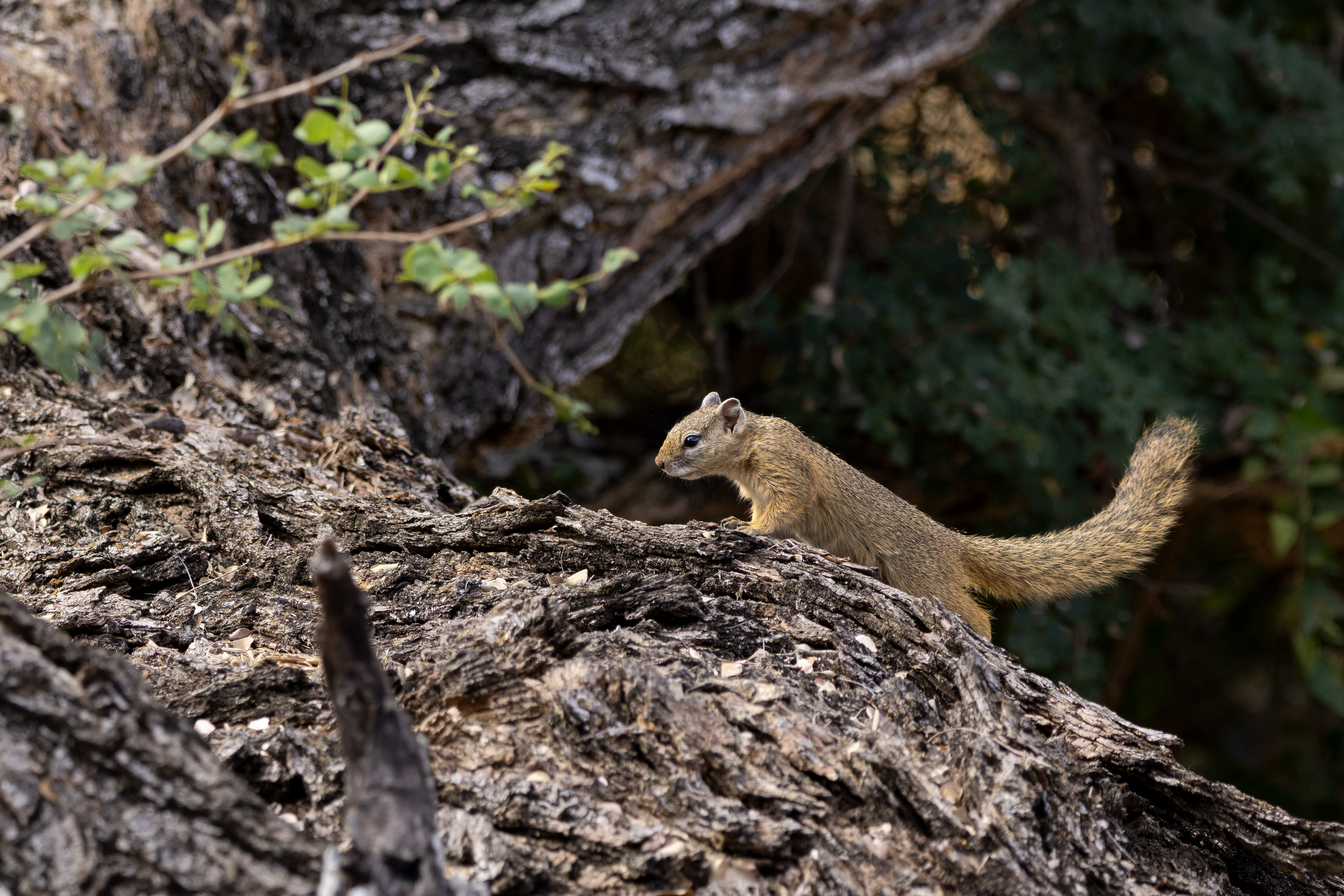 Tree Squirrel