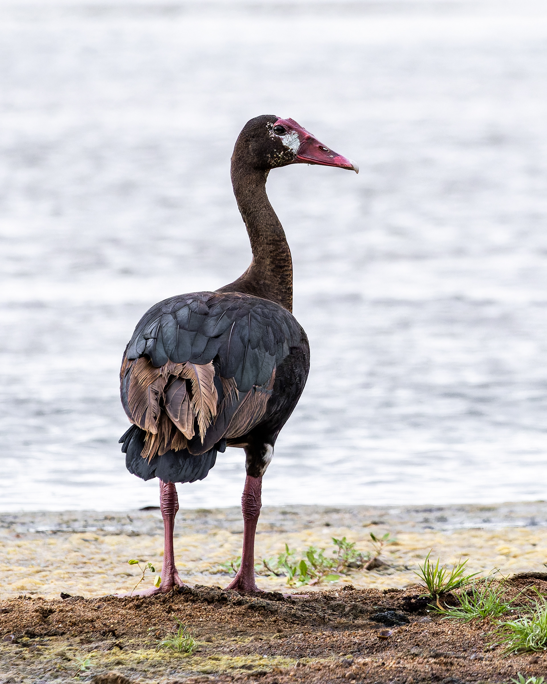 Spur-winged Goose