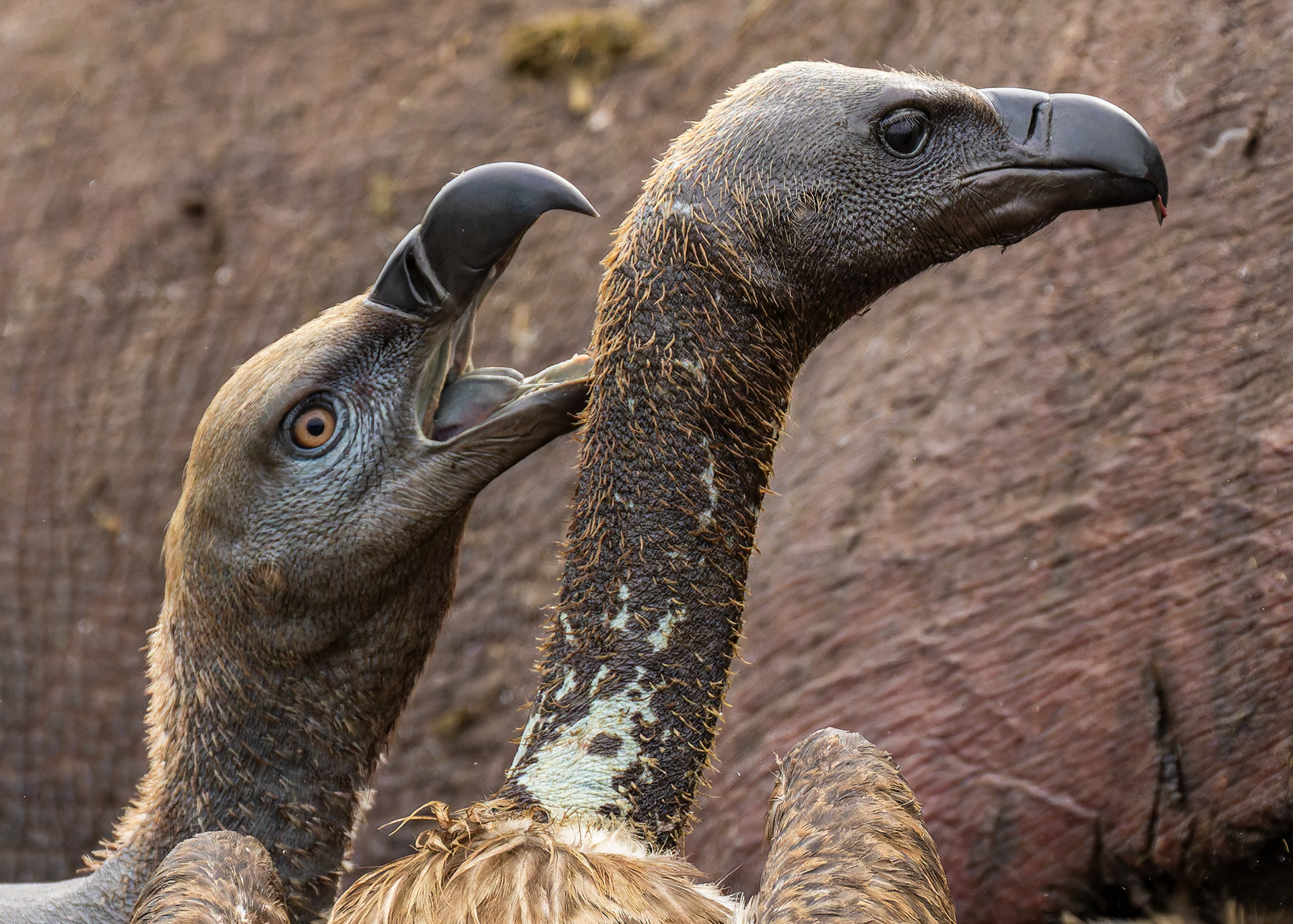 Cape Vulture & White-backed Vulture