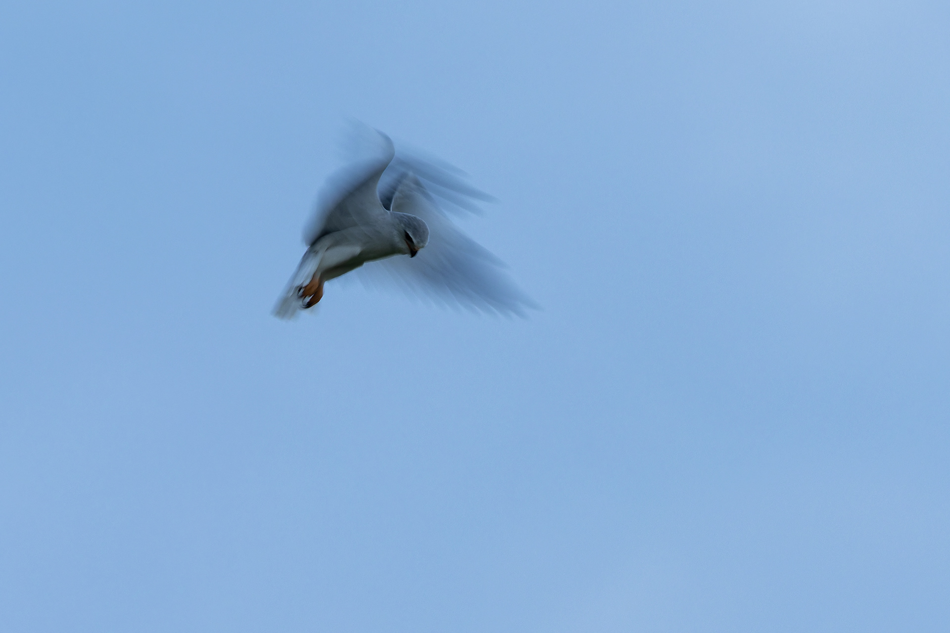 Black-winged Kite