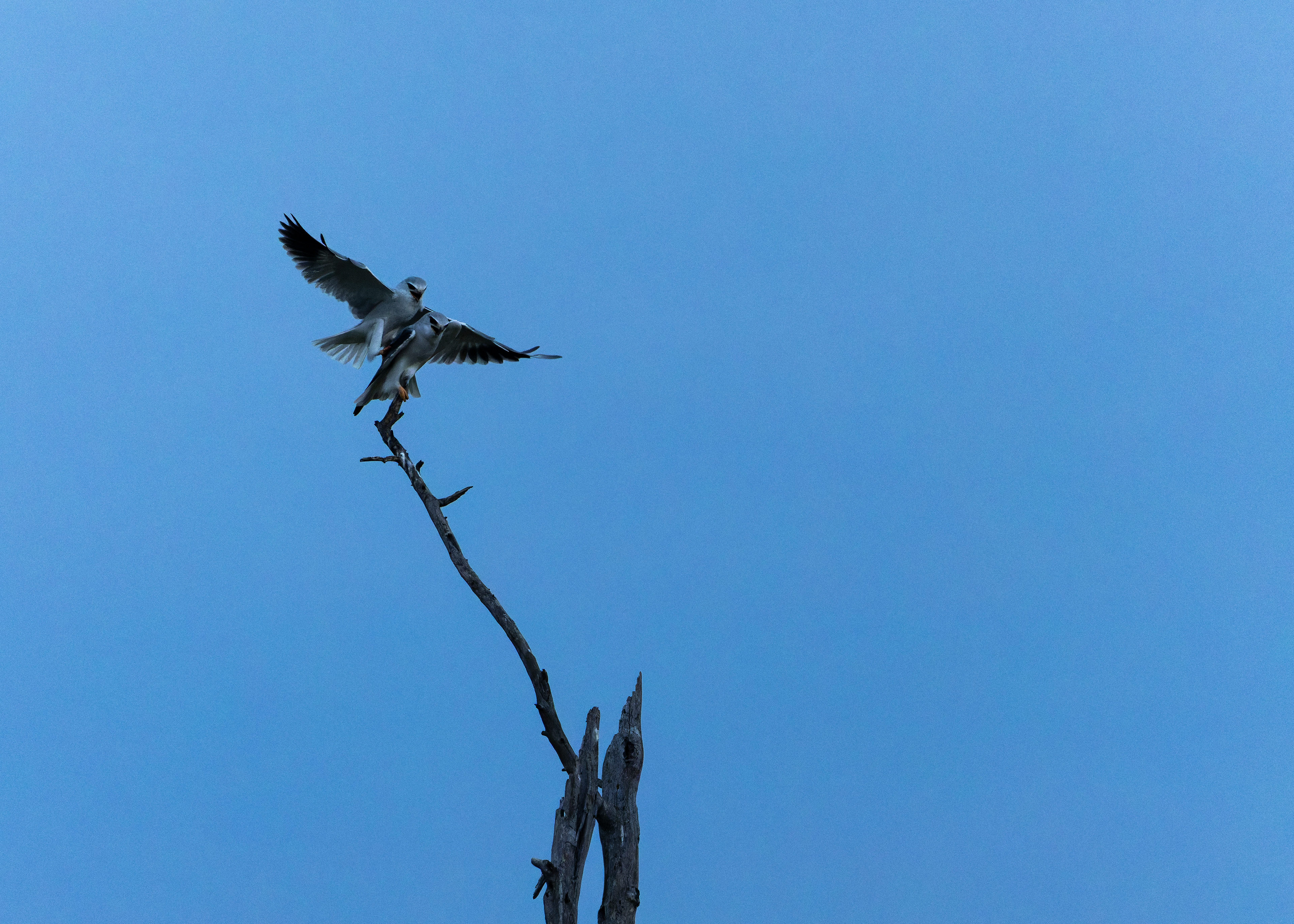 Black-winged Kite