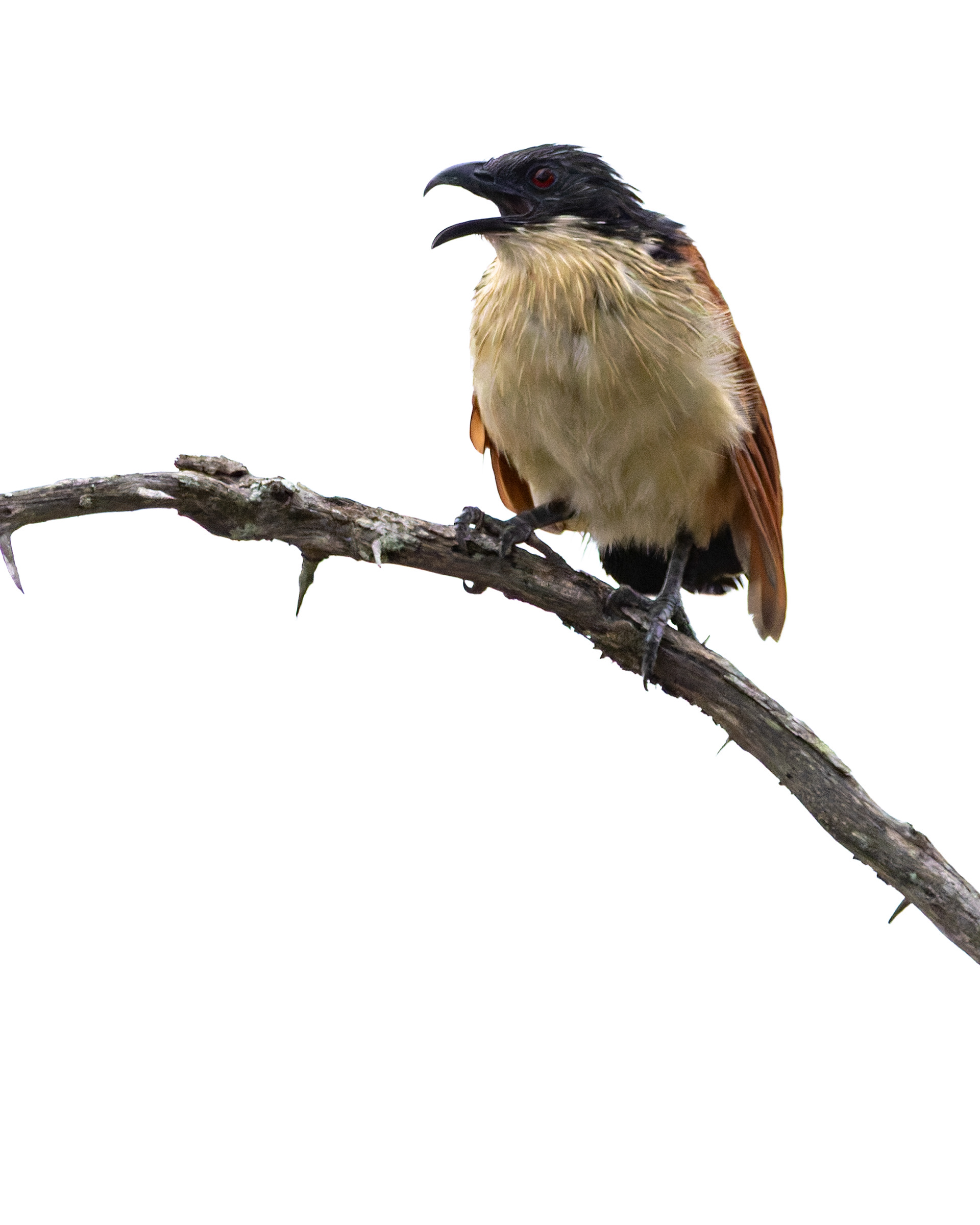 Burchell's Coucal