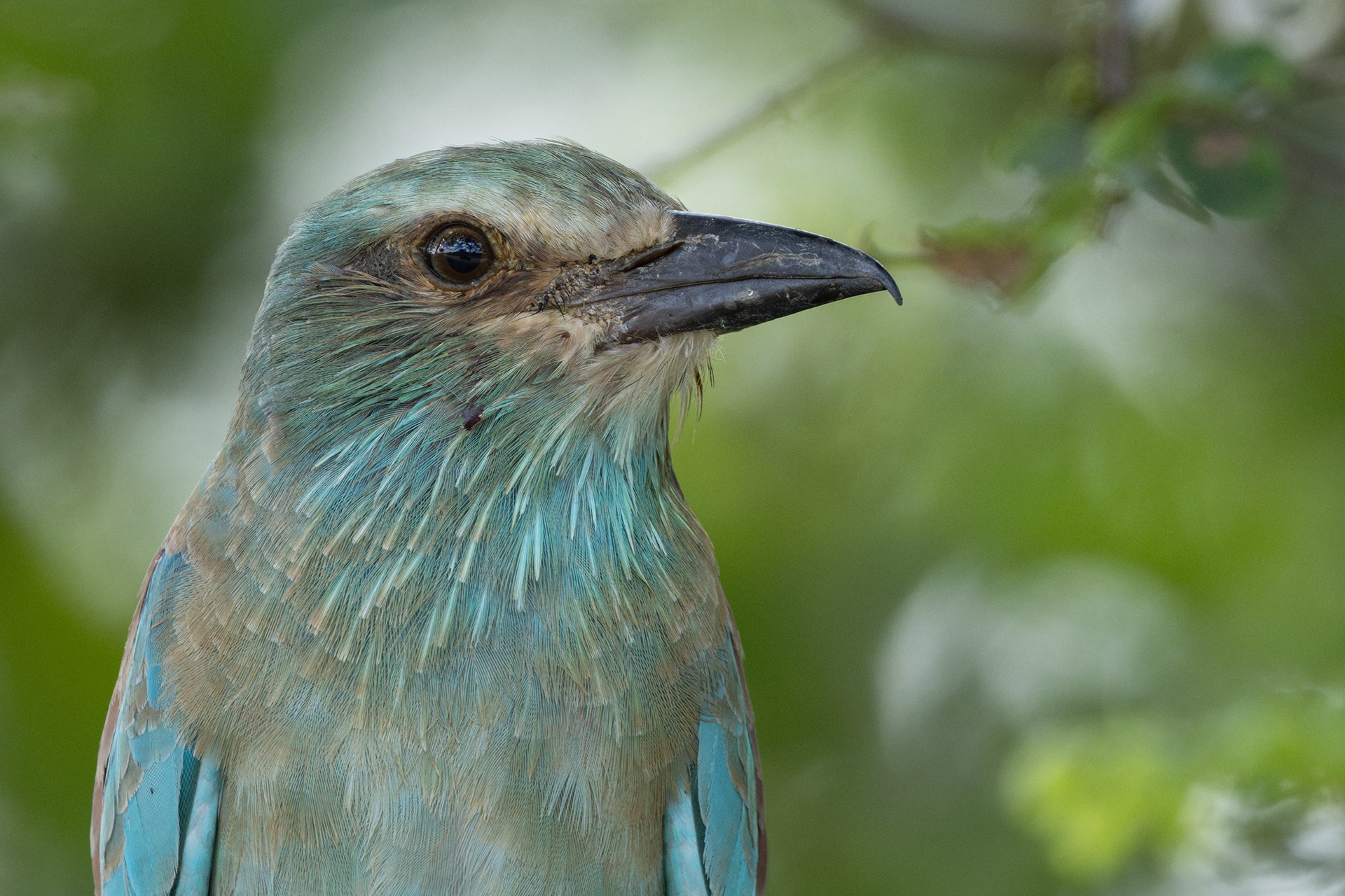 European Roller