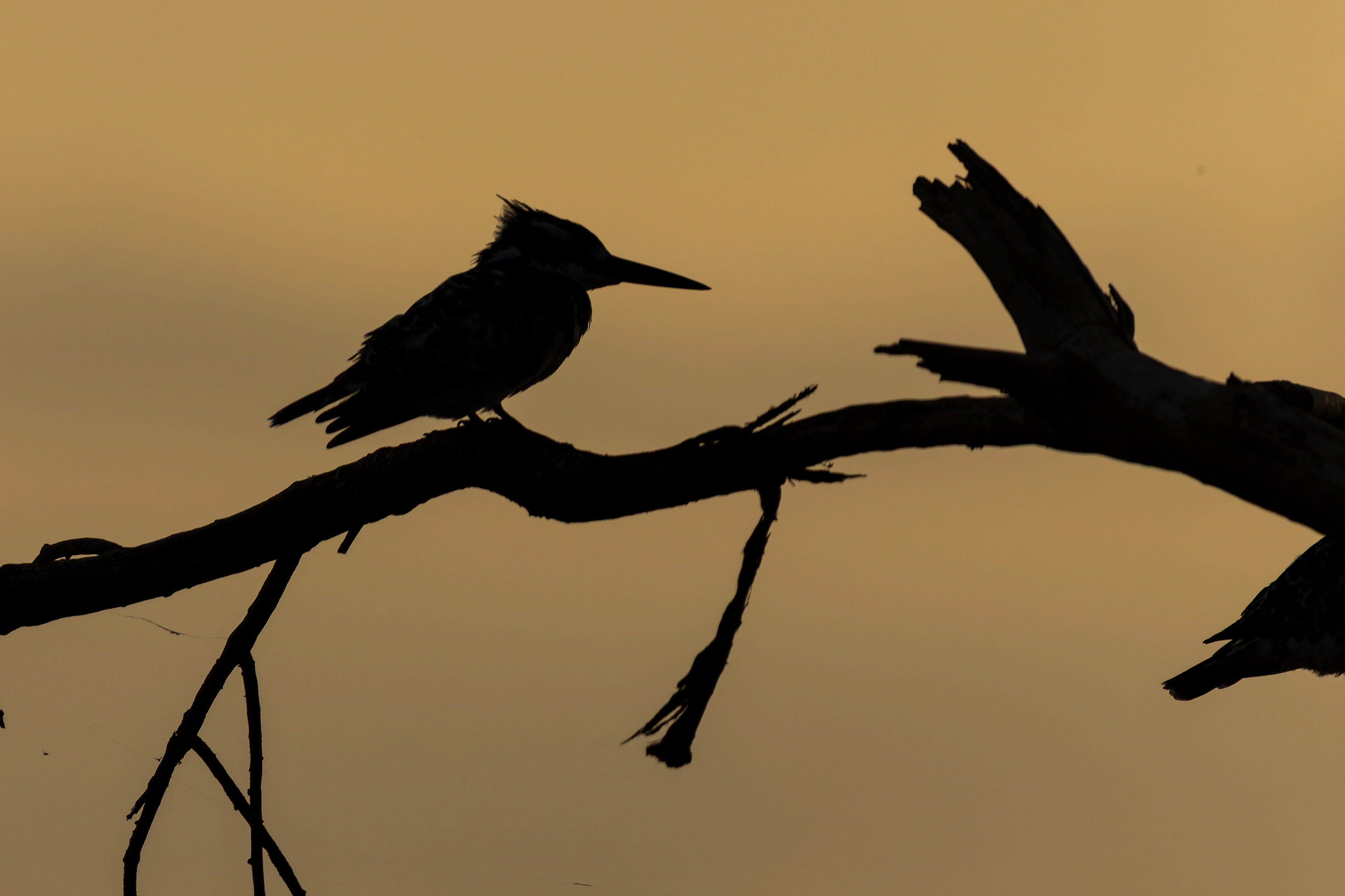 Pied Kingfisher
