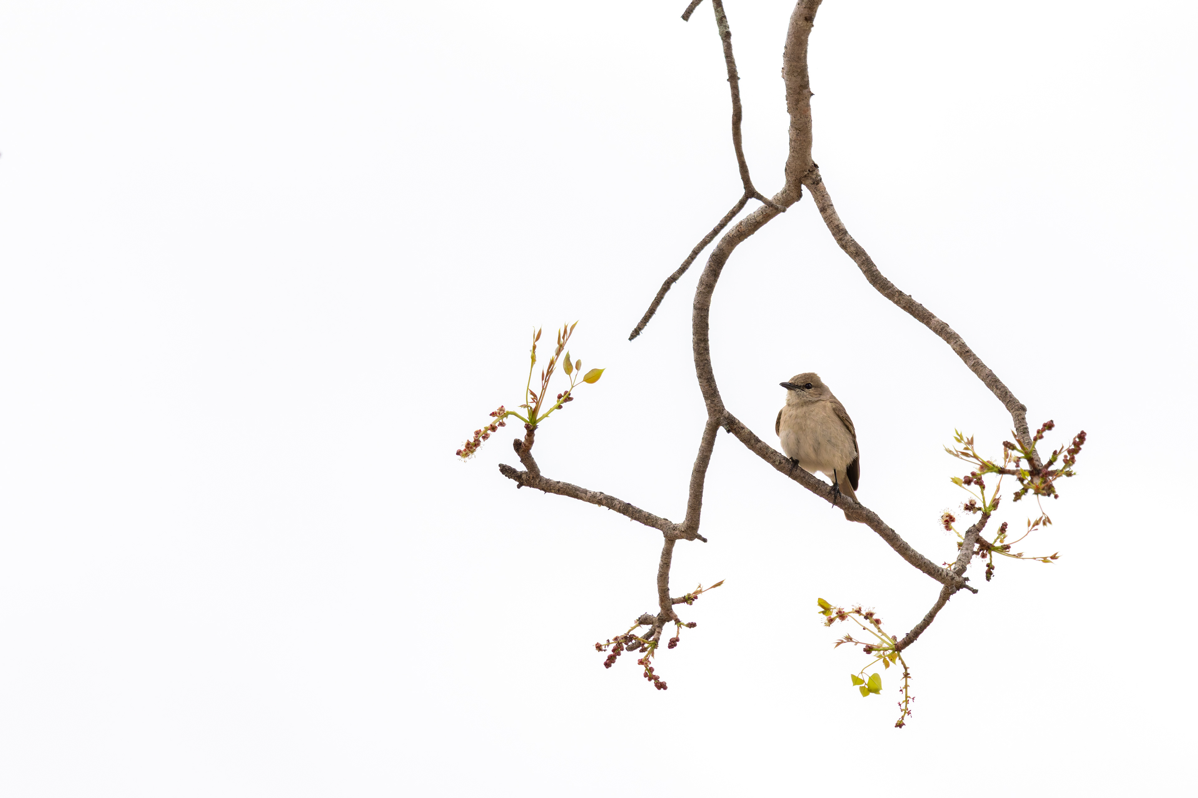 Ashy Flycatcher