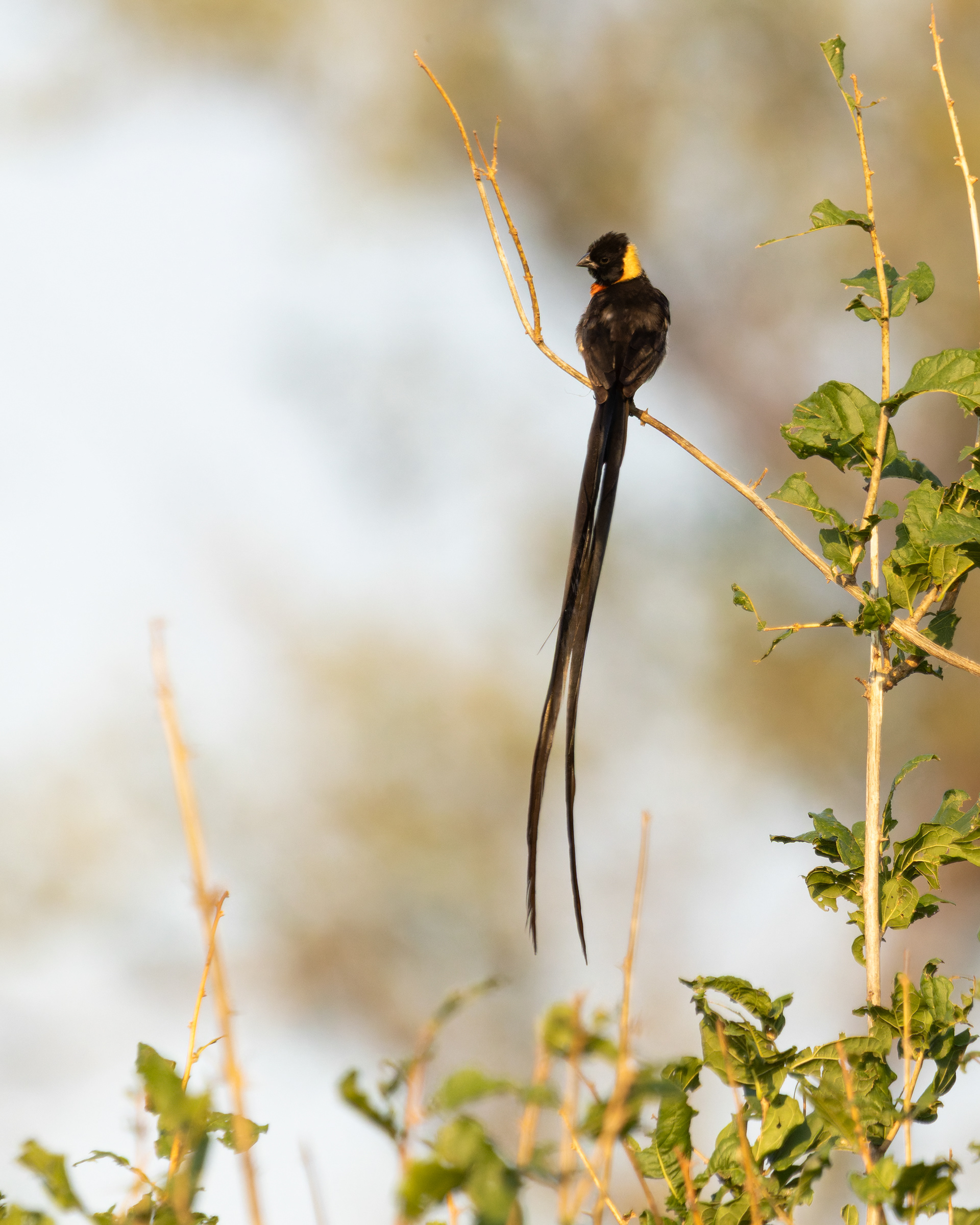 Long-tailed Paradise Whydah