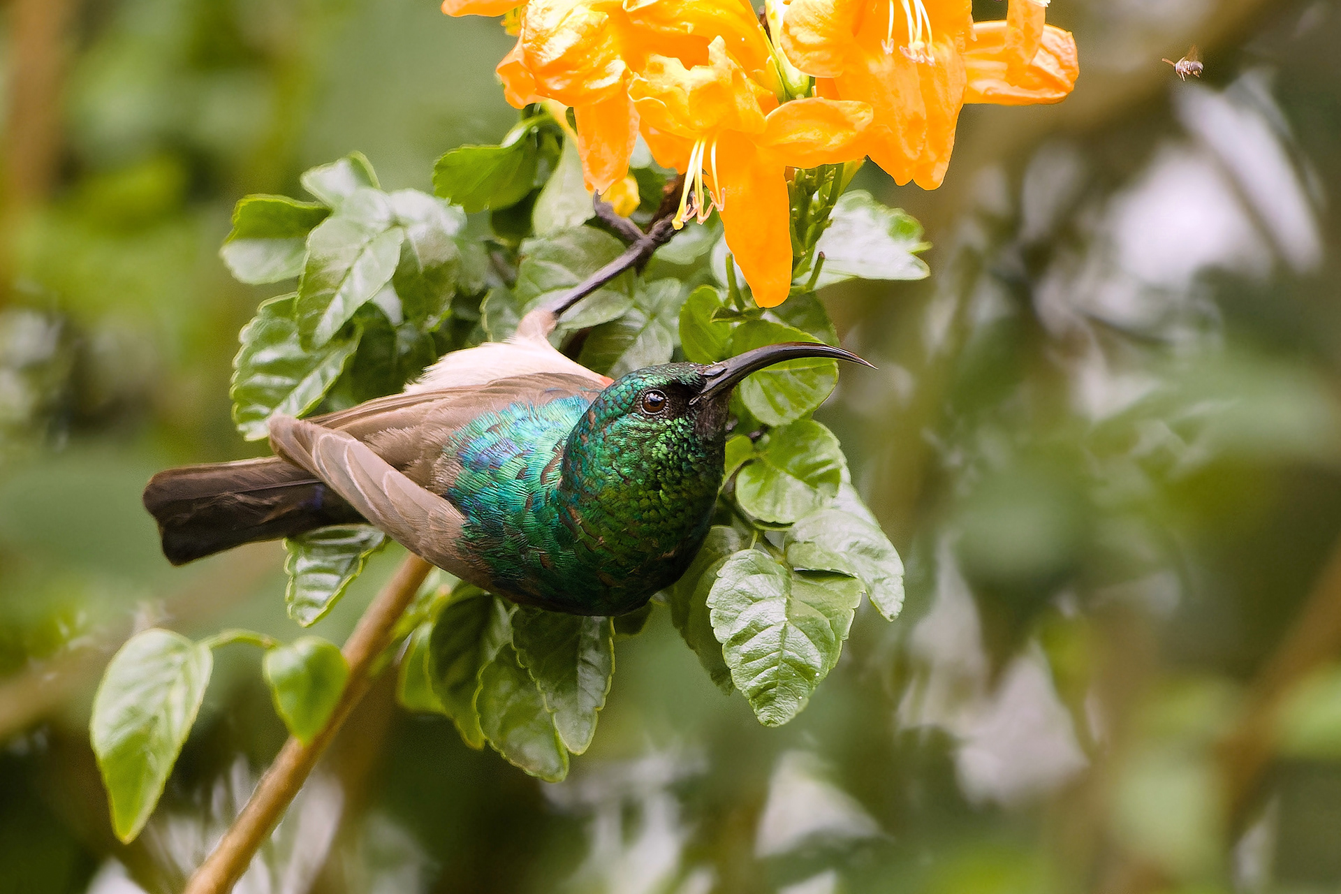 White-breasted Sunbird