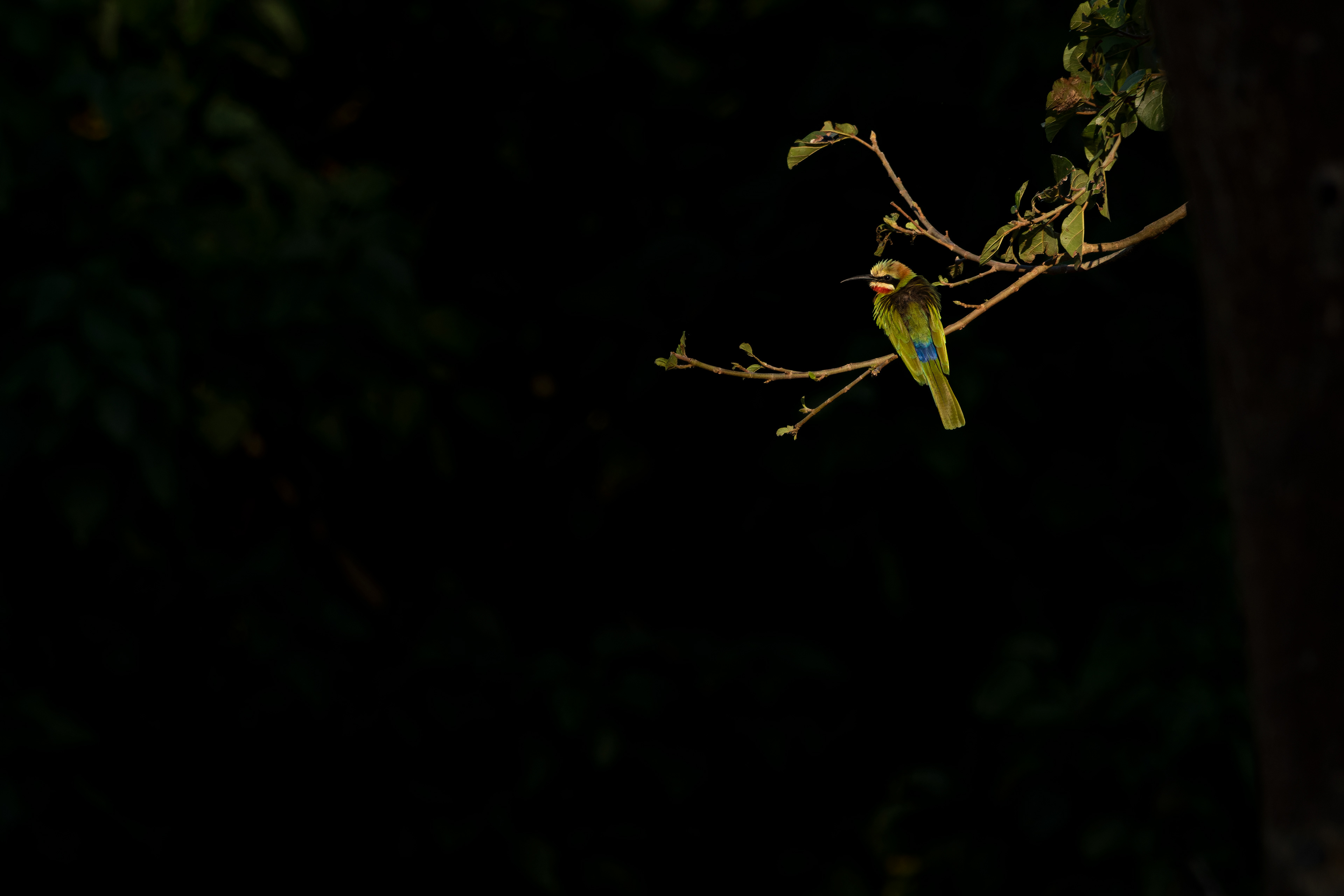 White-fronted Bee-eater