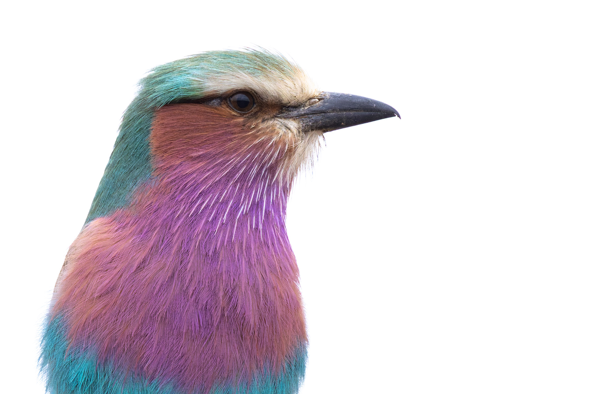 Lilac-breasted Roller