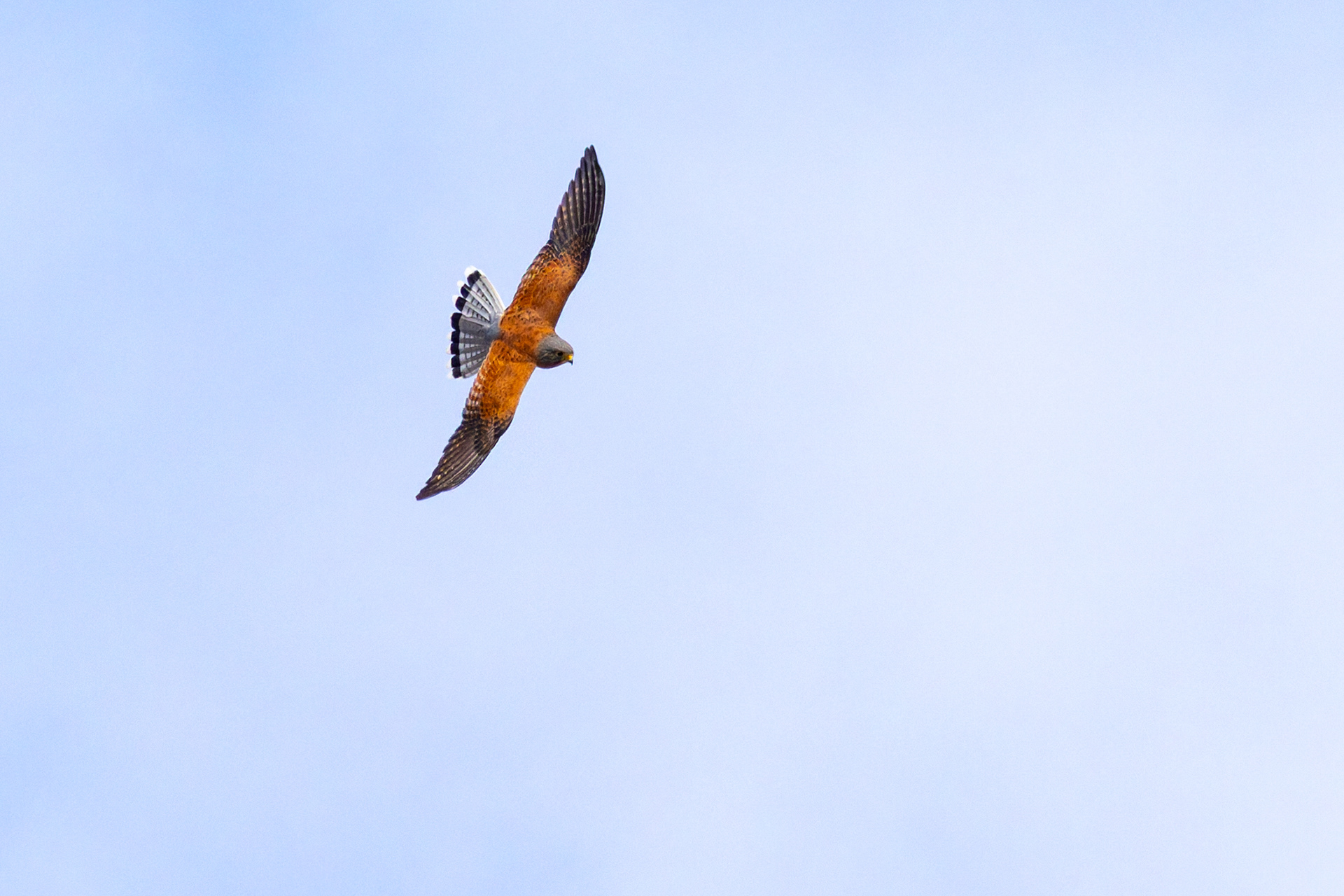 Rock Kestrel