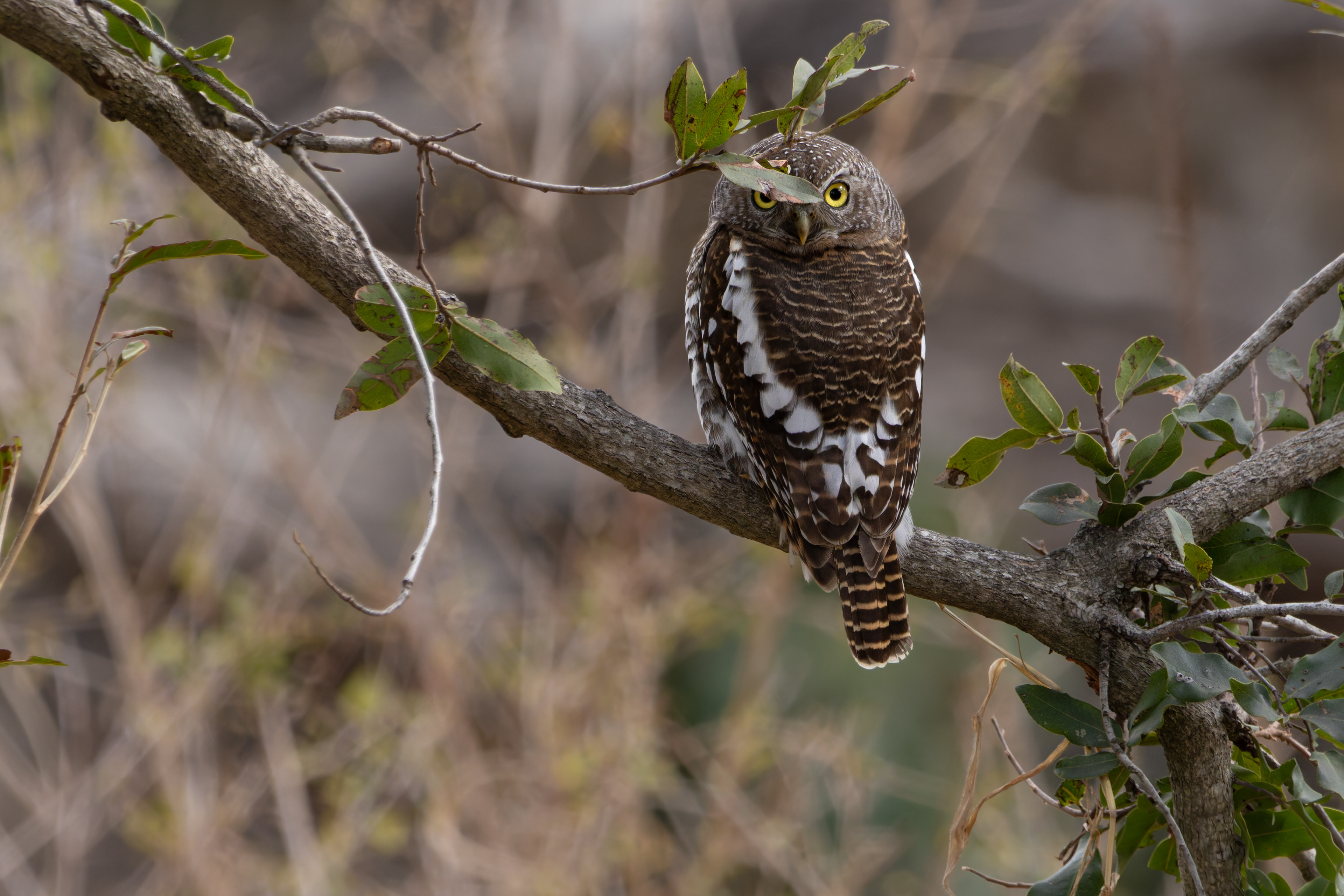 African Barred Owl