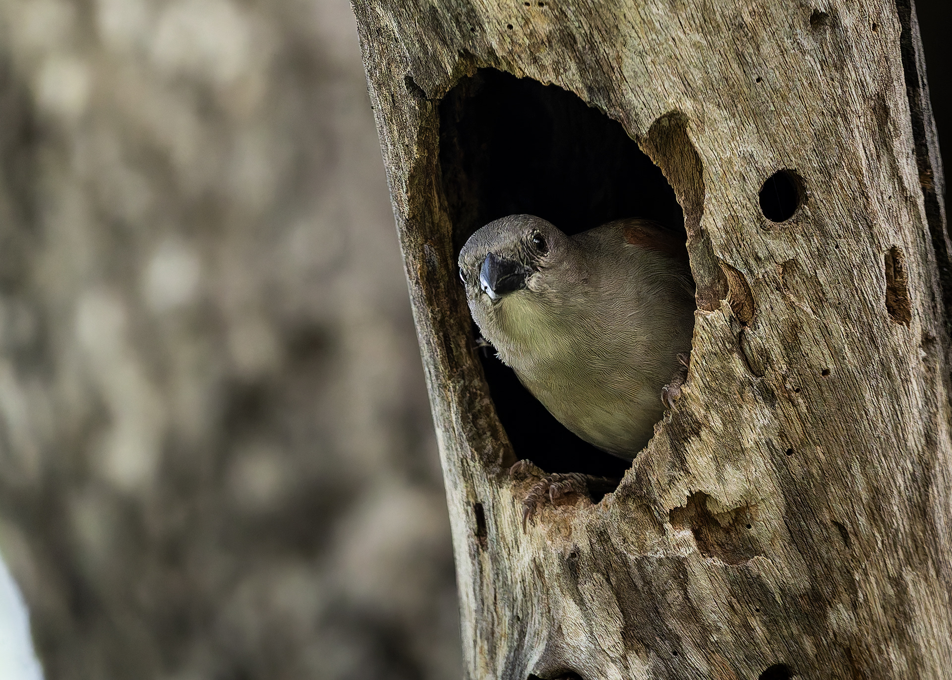 Southern Grey-headed Sparrow