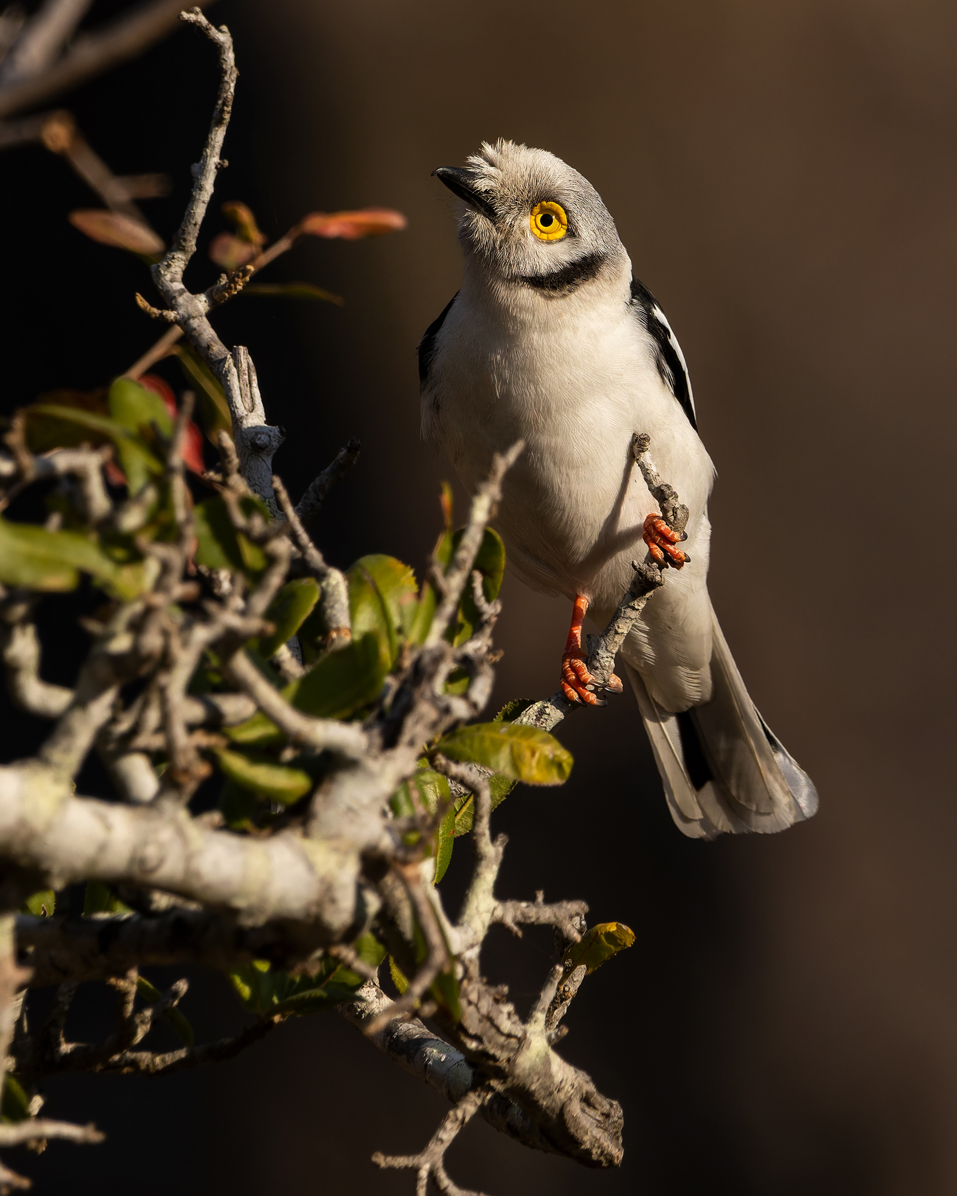 White-crested Helmetshrike