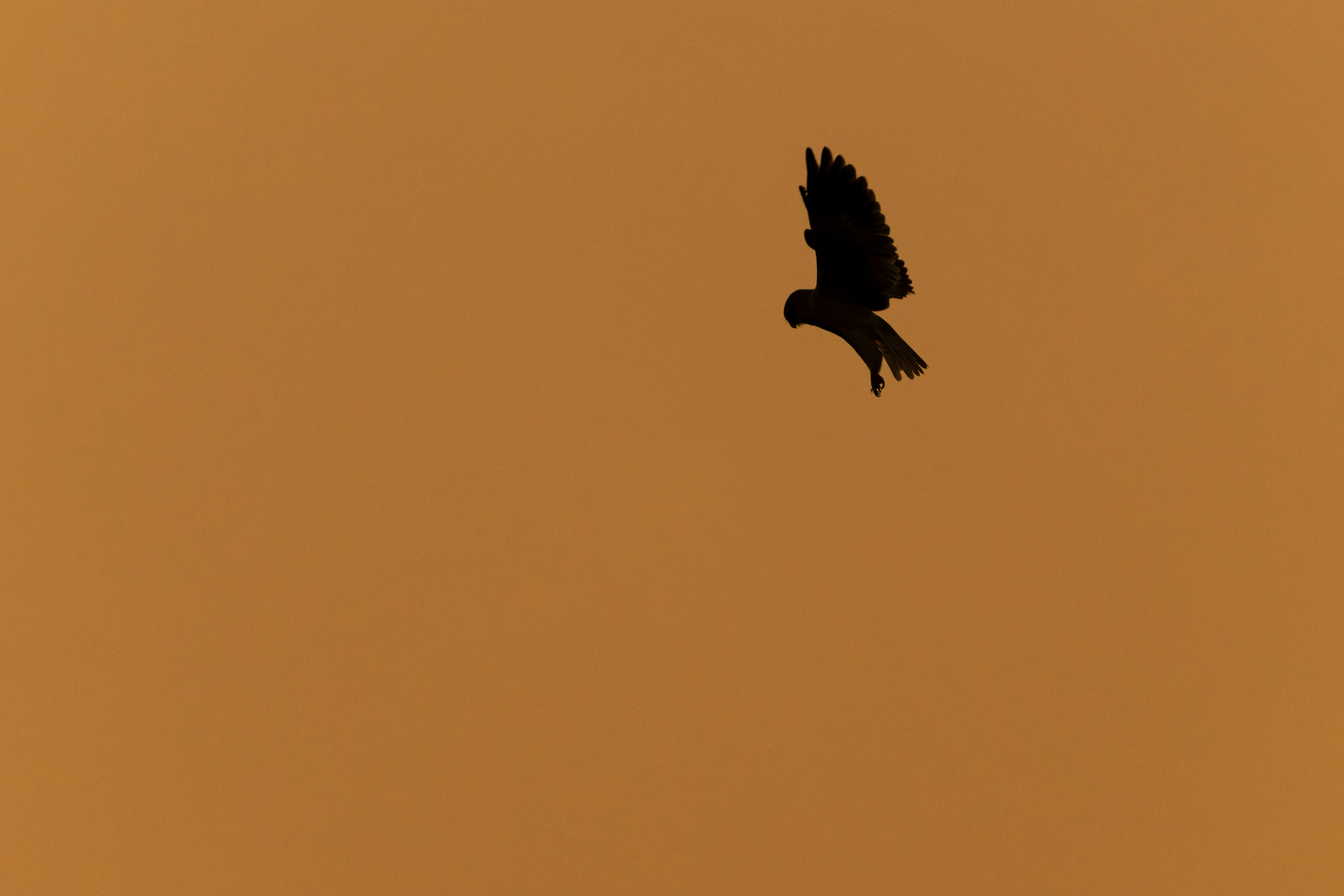Black-winged Kite