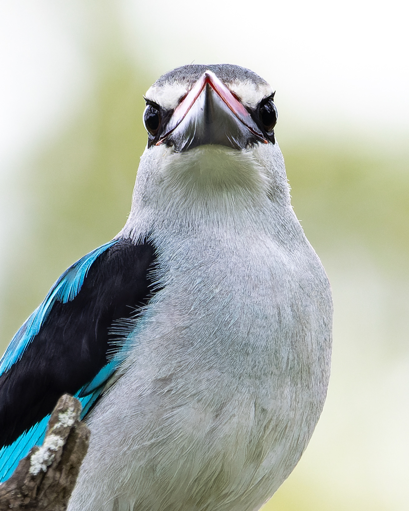 Woodland Kingfisher