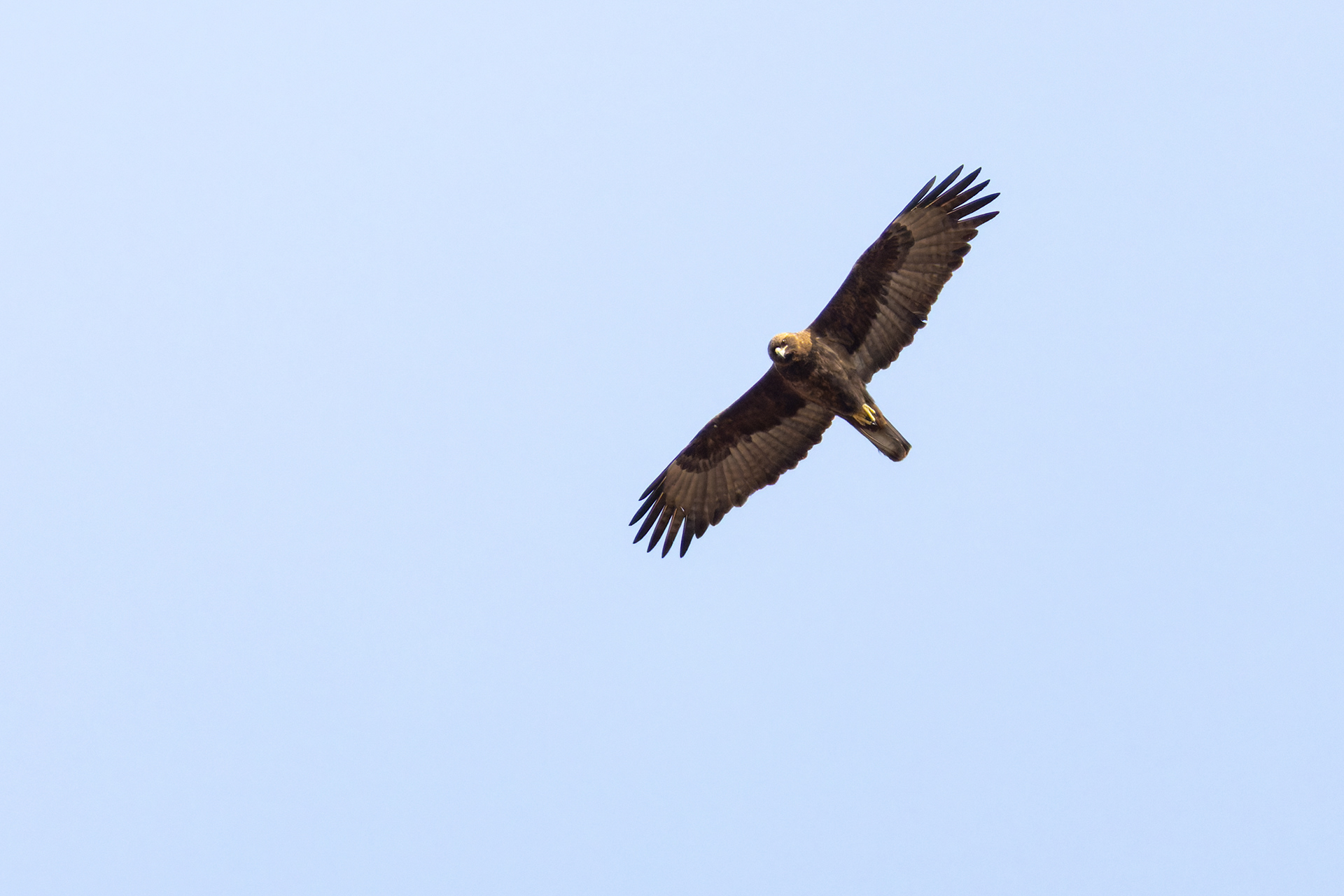 Wahlberg's eagle