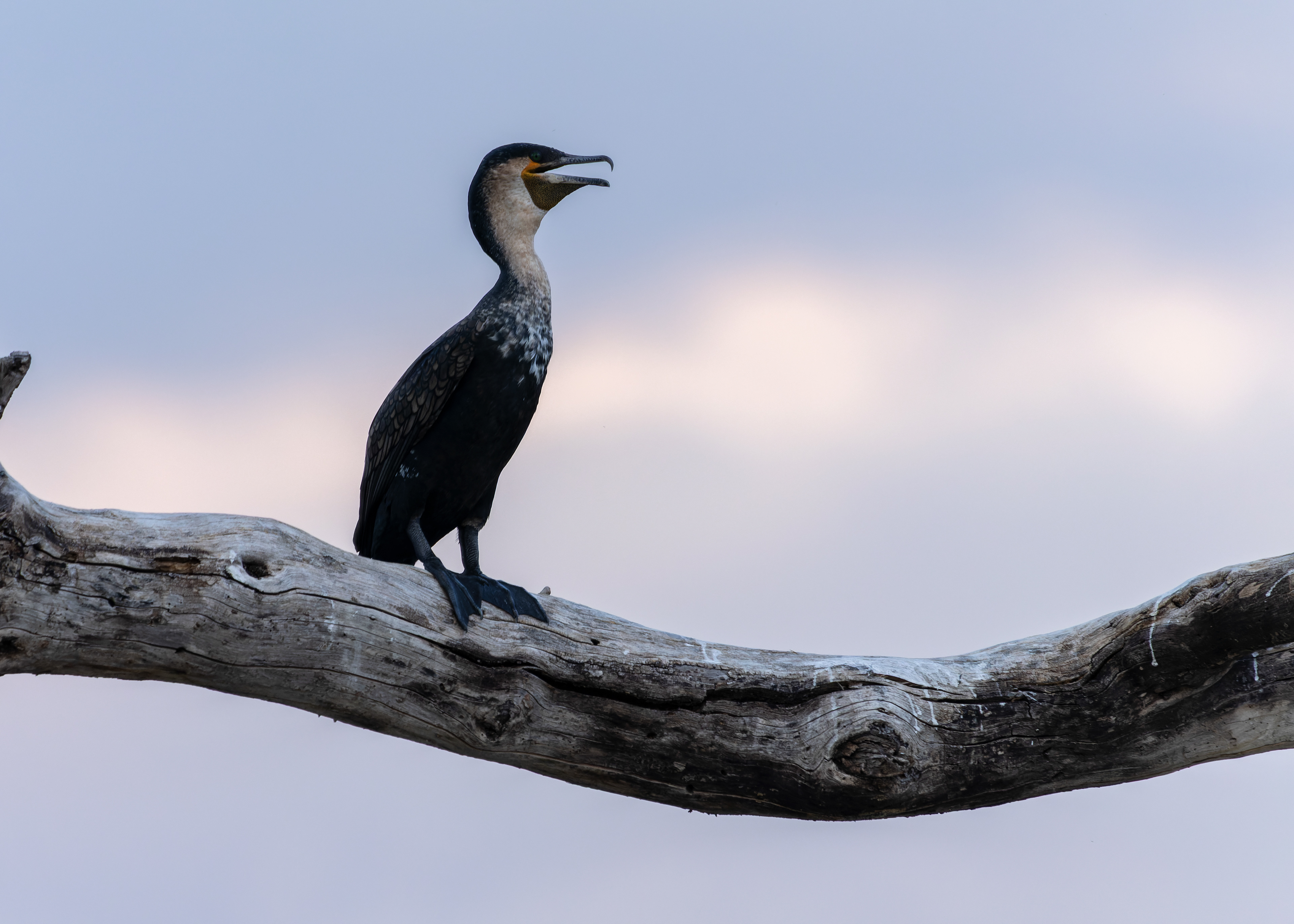 White-breasted Cormorant