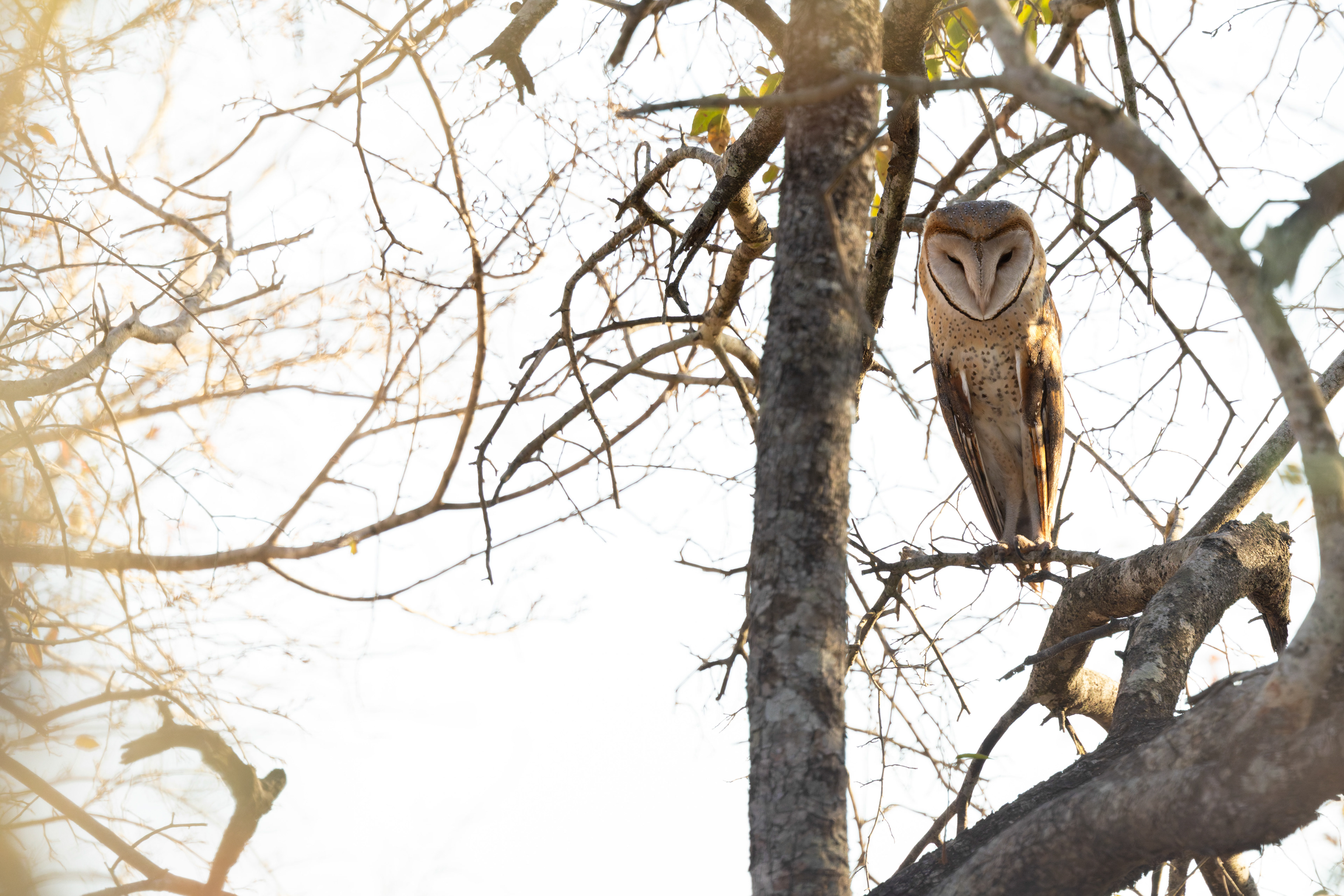 Barn Owl