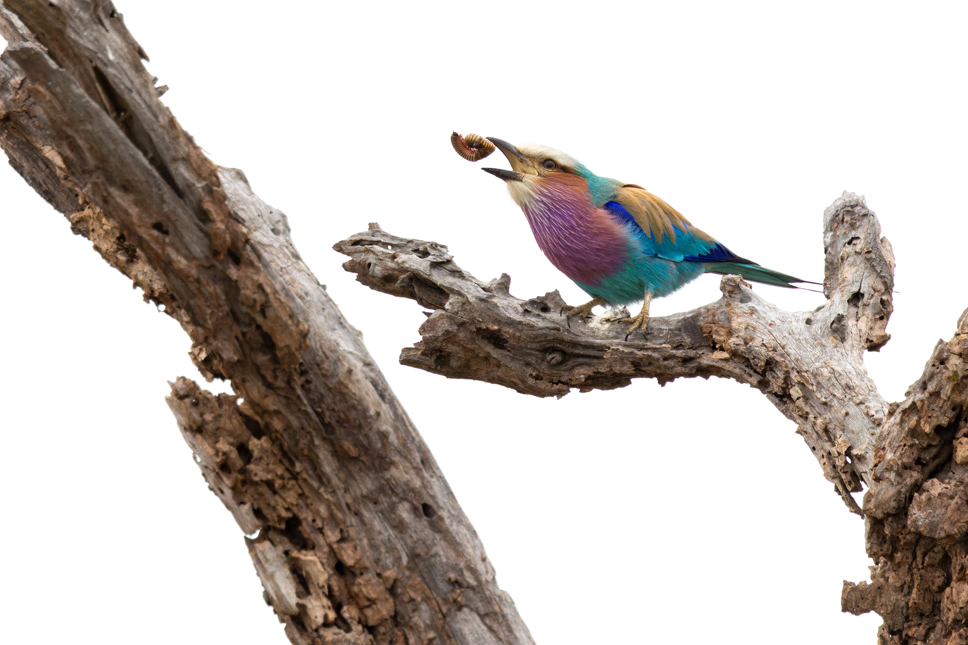 Lilac-breasted Roller