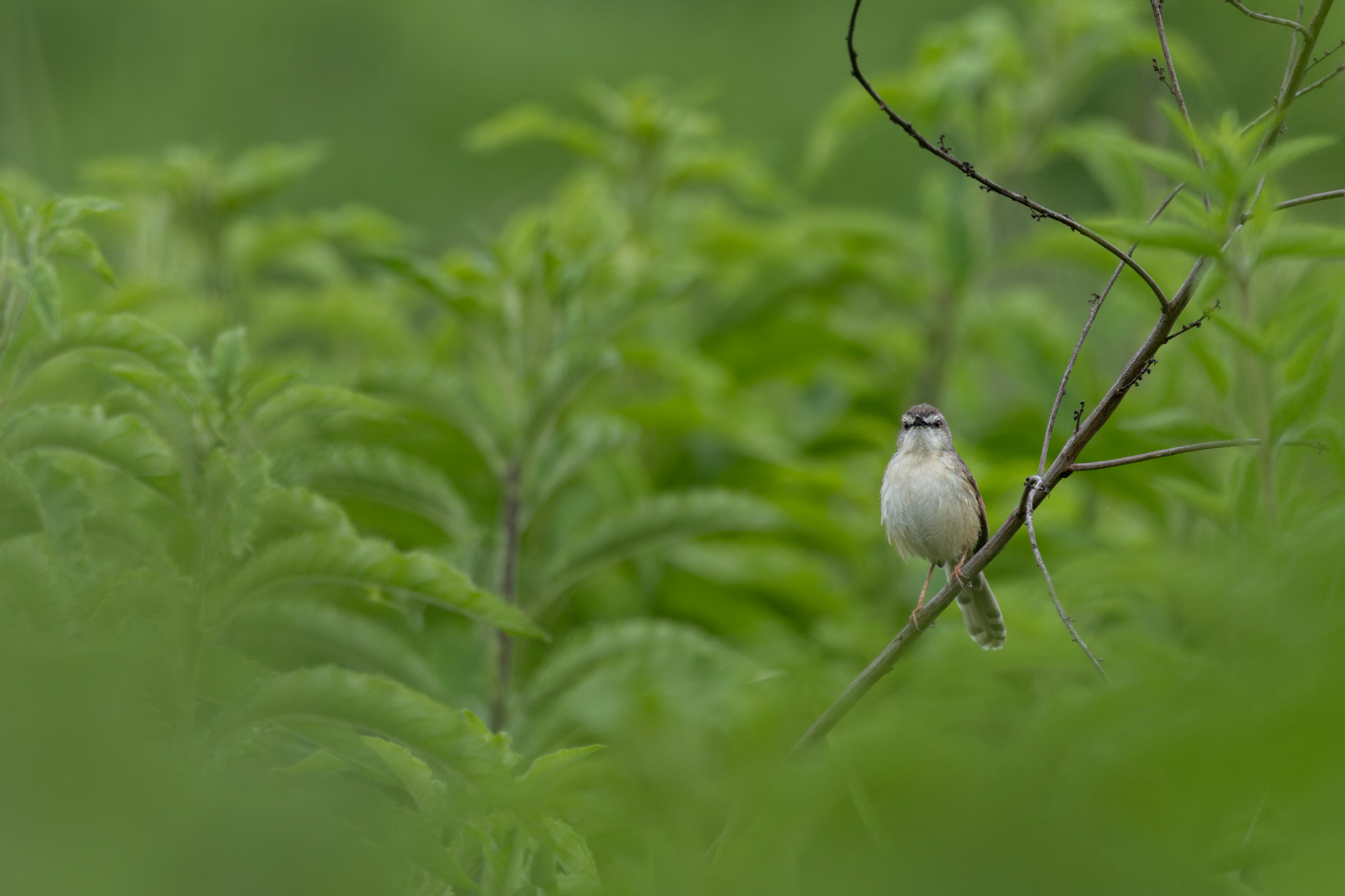 Tawny-flanked Prinia
