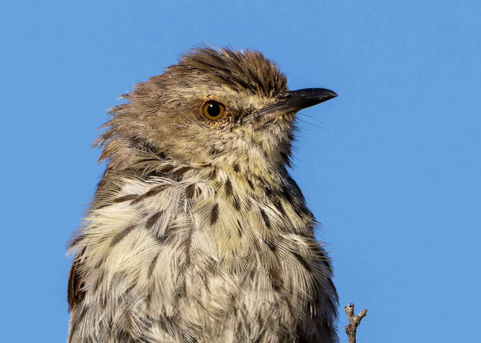 Karoo Prinia
