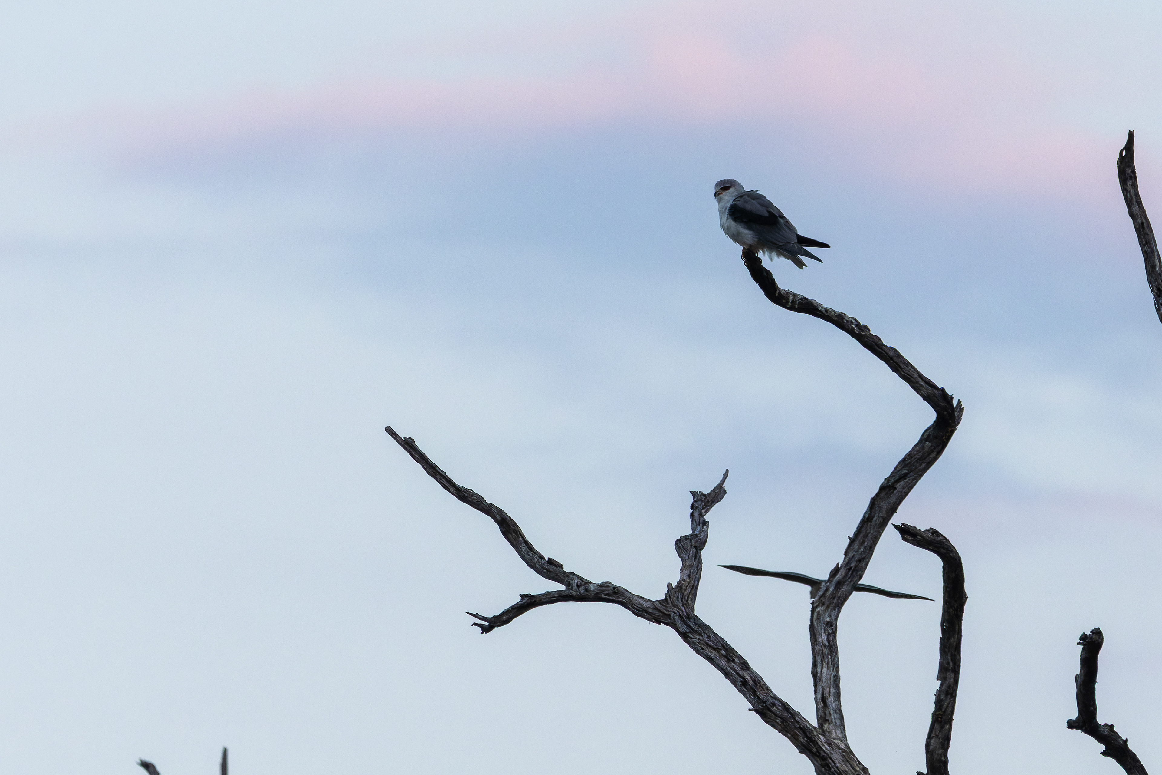 Black-winged Kite