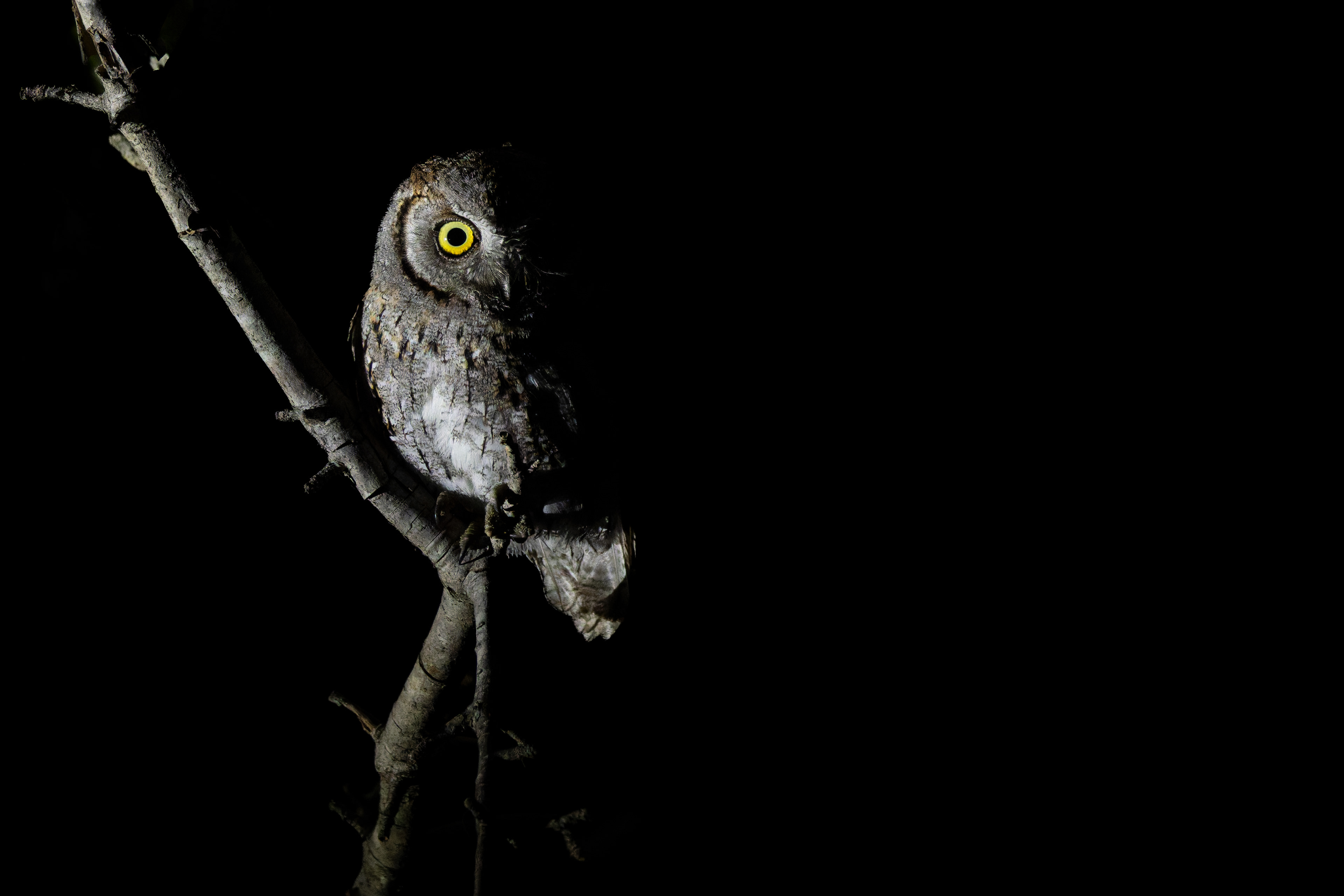 African Scops Owl