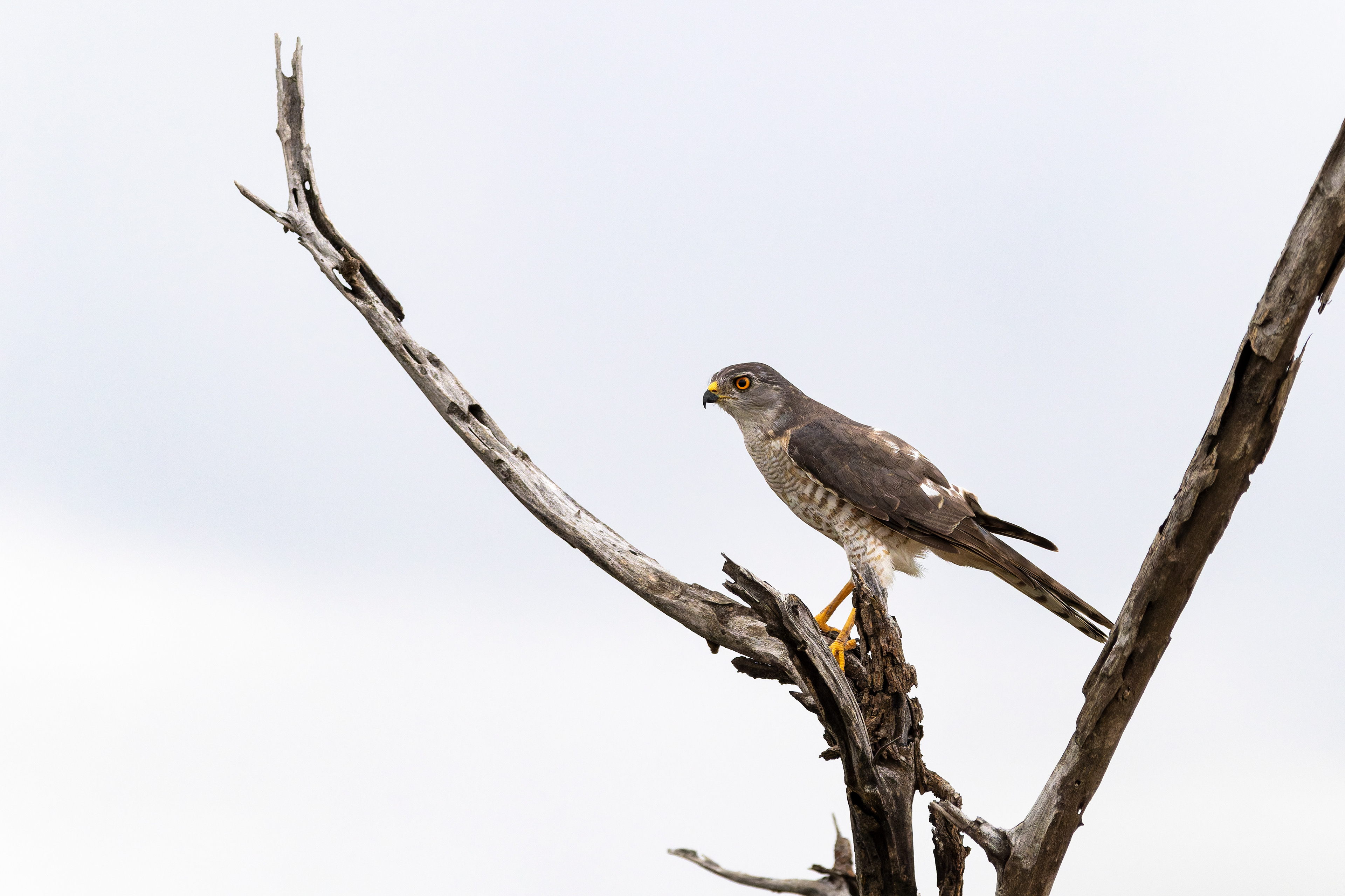 African Goshawk