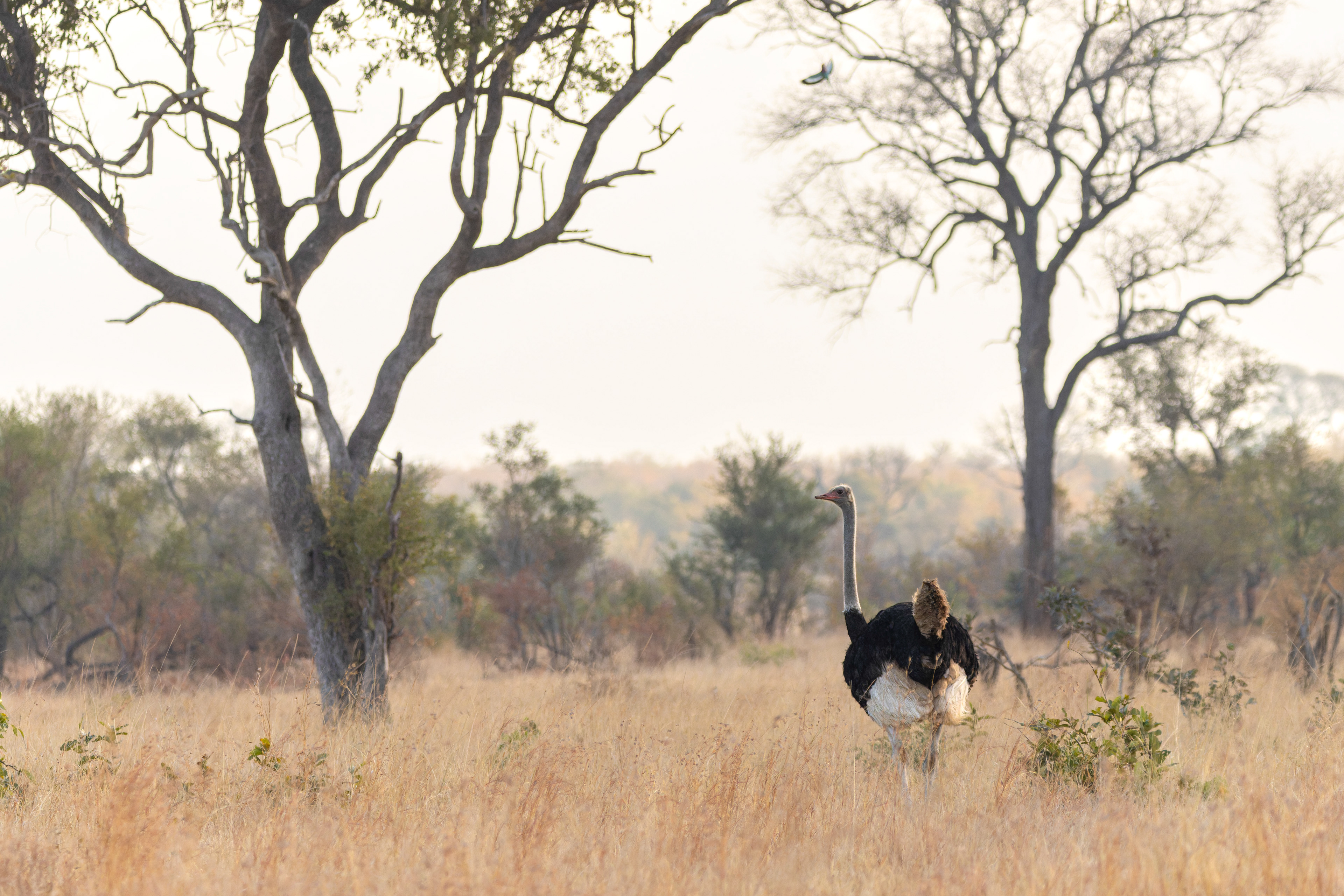 Common Ostrich