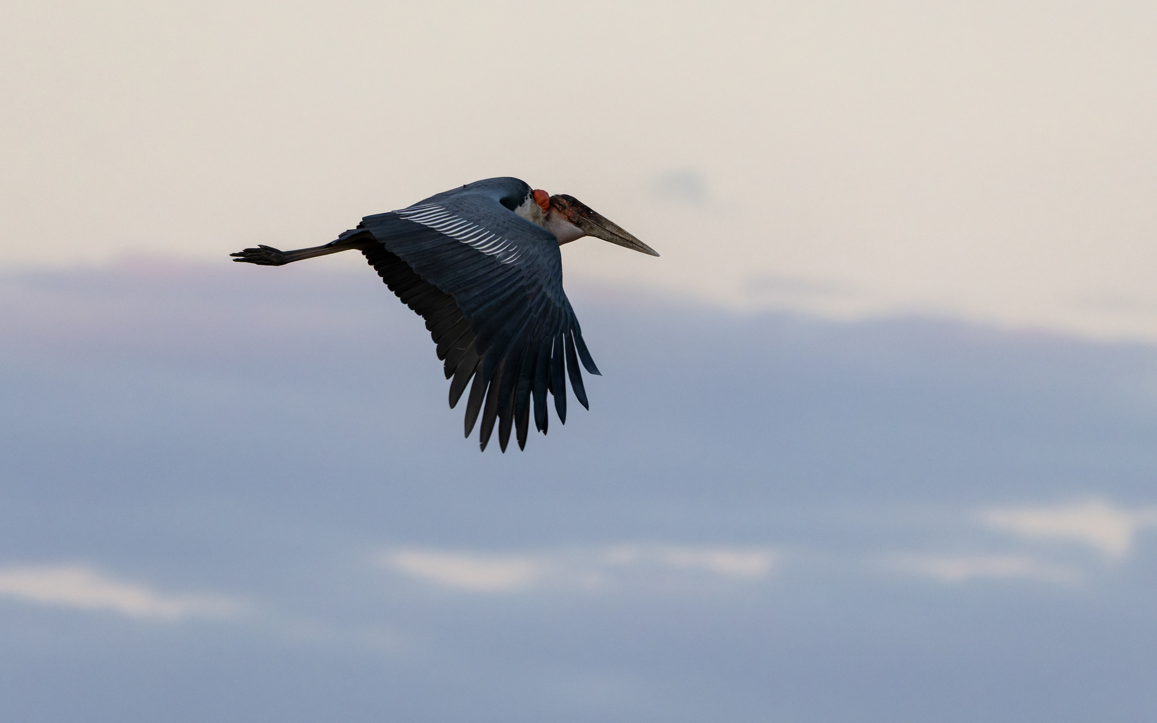 Marabou Stork