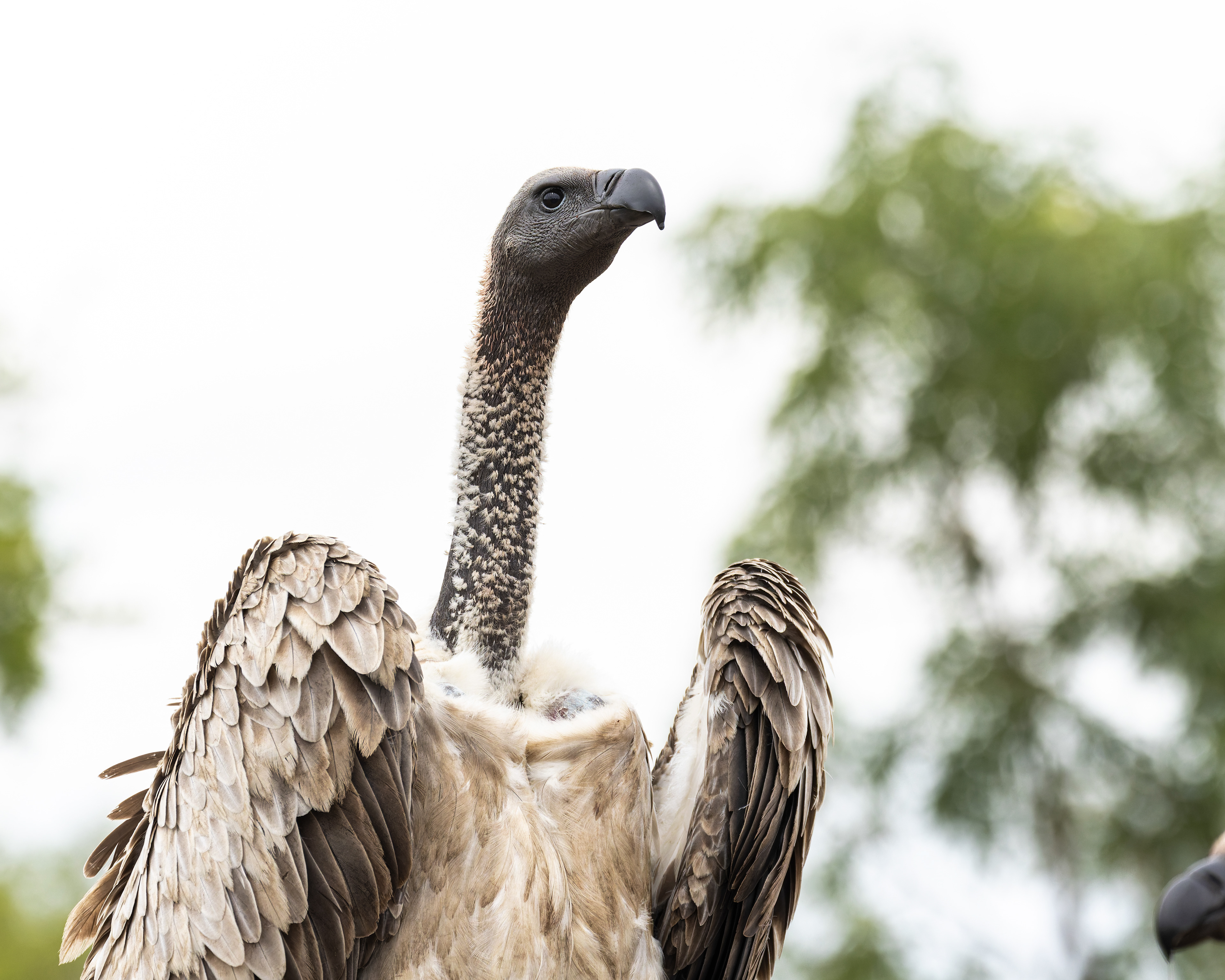 White-backed Vulture