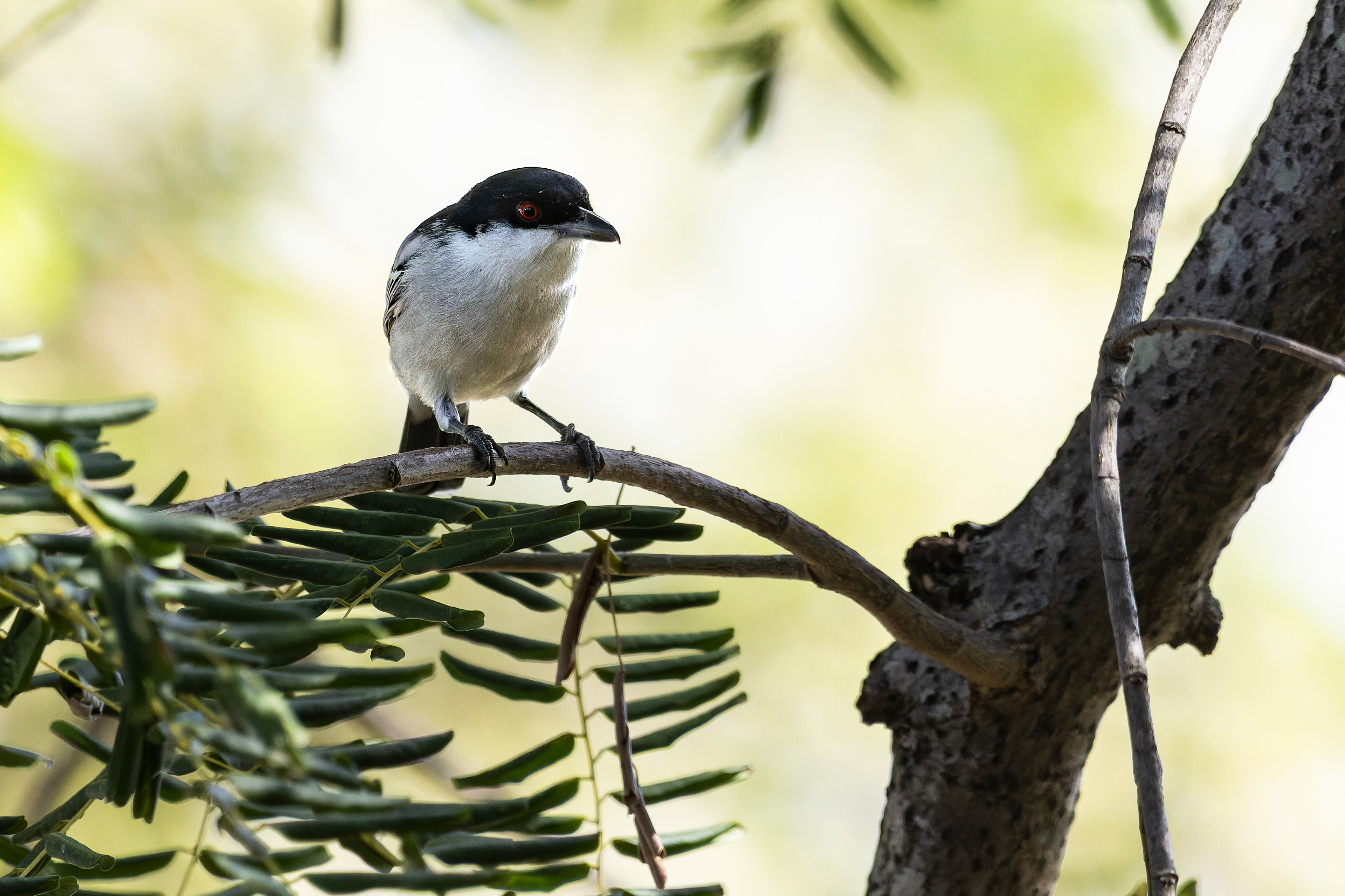 Black-backed Puffback