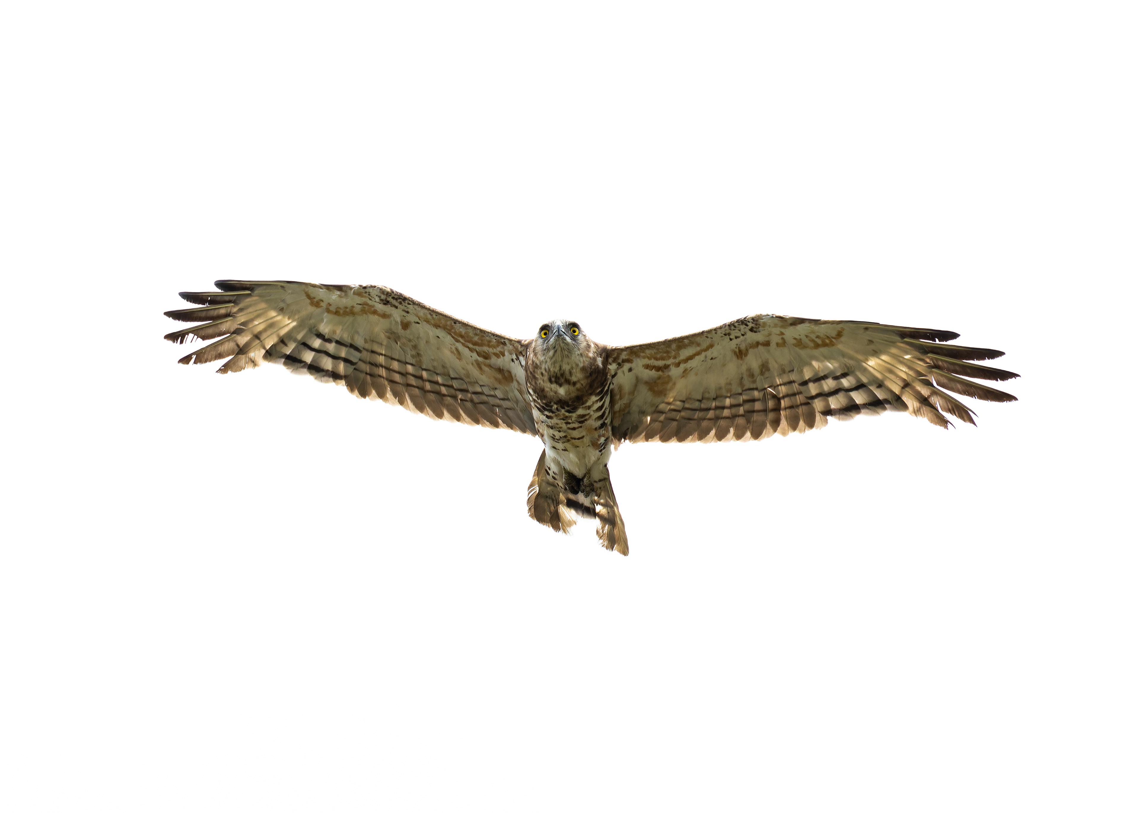 Eurasian Honey Buzzard